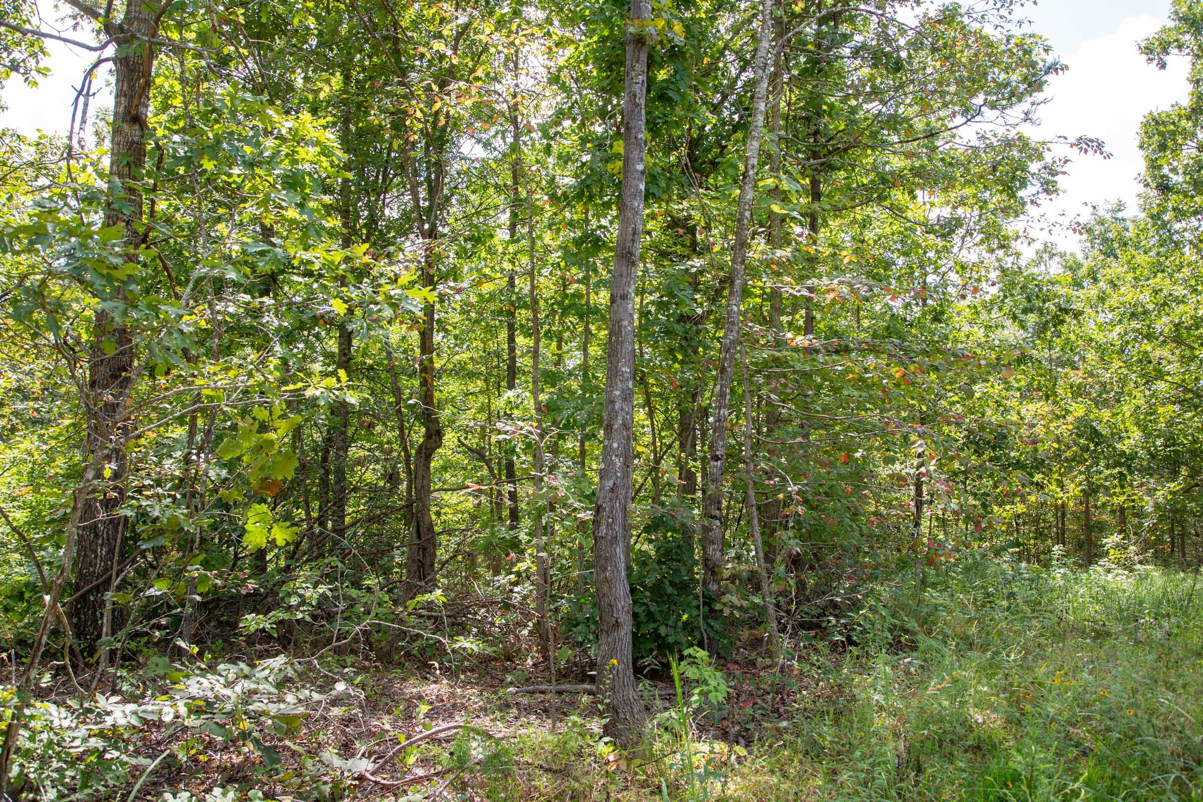 Borgmann’s Hollow Phase II Tract 53 photo 10