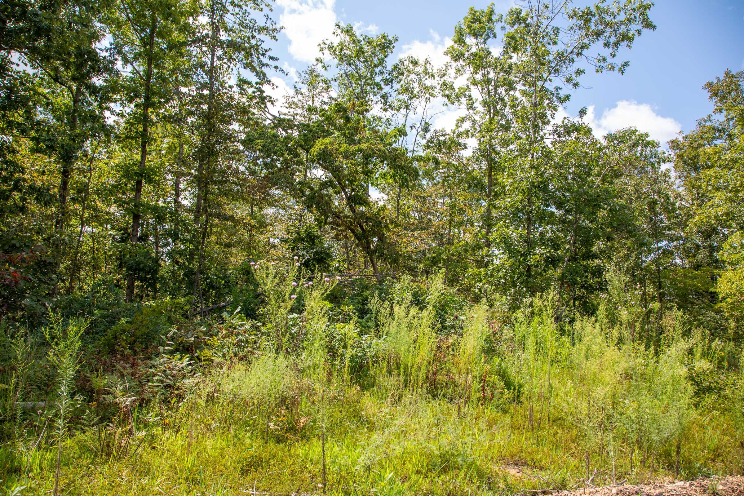Borgmann’s Hollow Phase II Tract 53 photo 12