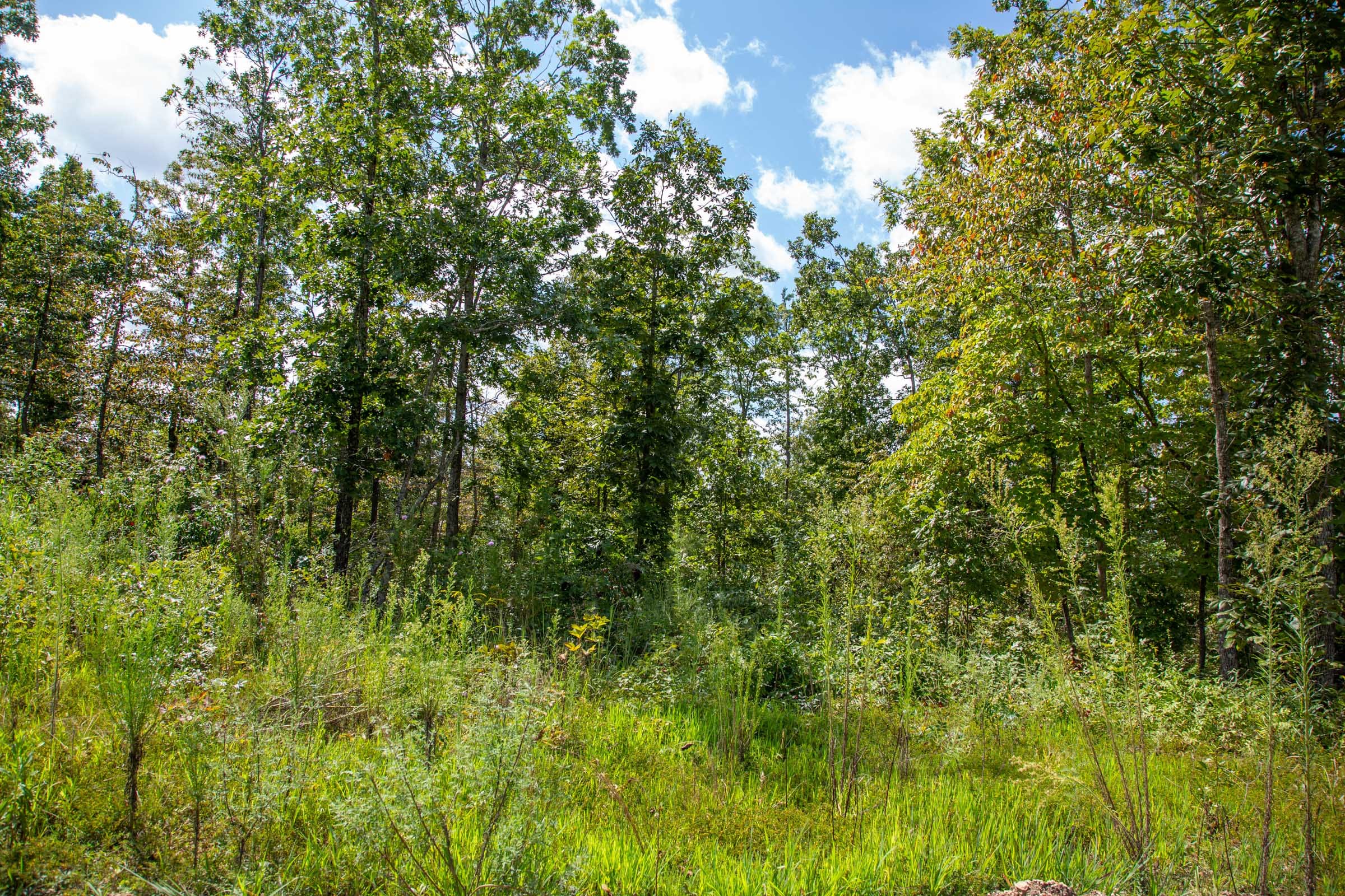 Borgmann’s Hollow Phase II Tract 53 photo 13