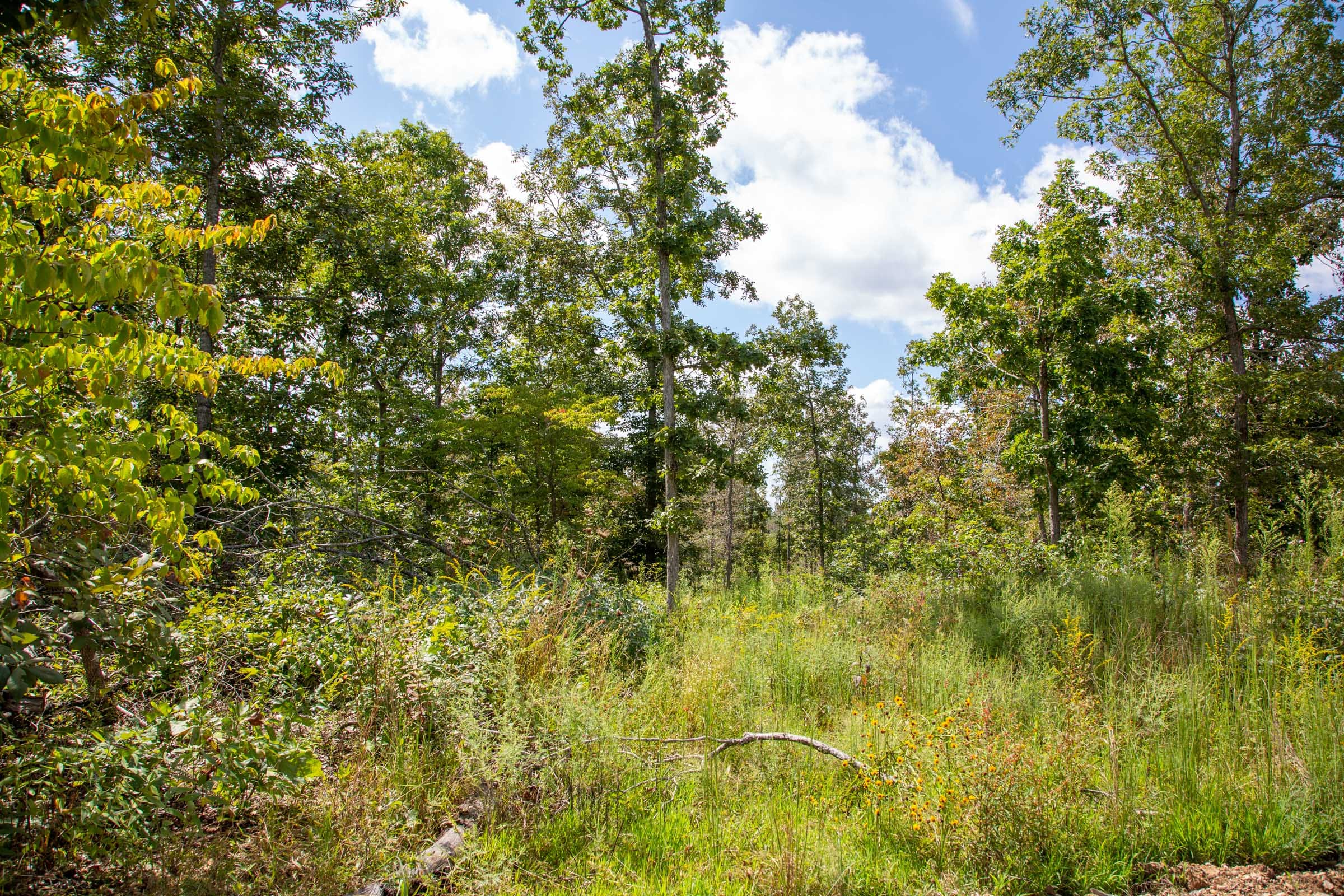 Borgmann’s Hollow Phase II Tract 53 photo 14