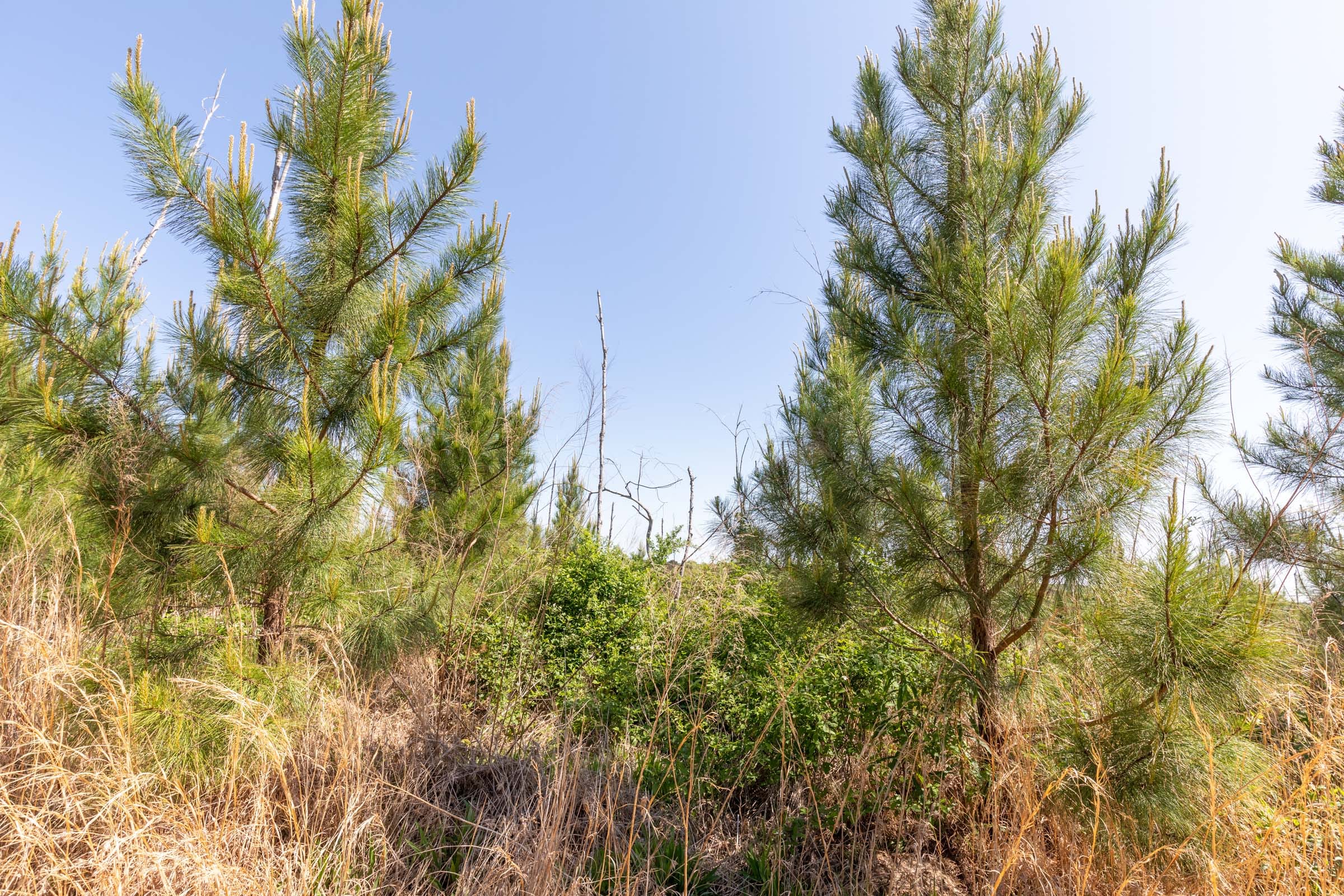 Clear Wood Tract 53 photo 18