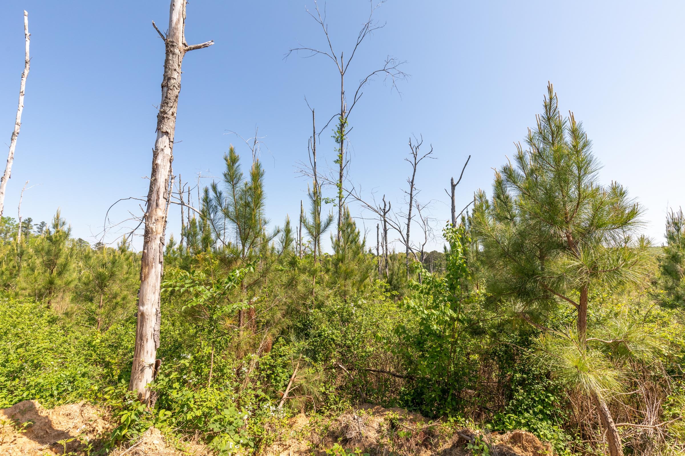 Clear Wood Tract 53 photo 19