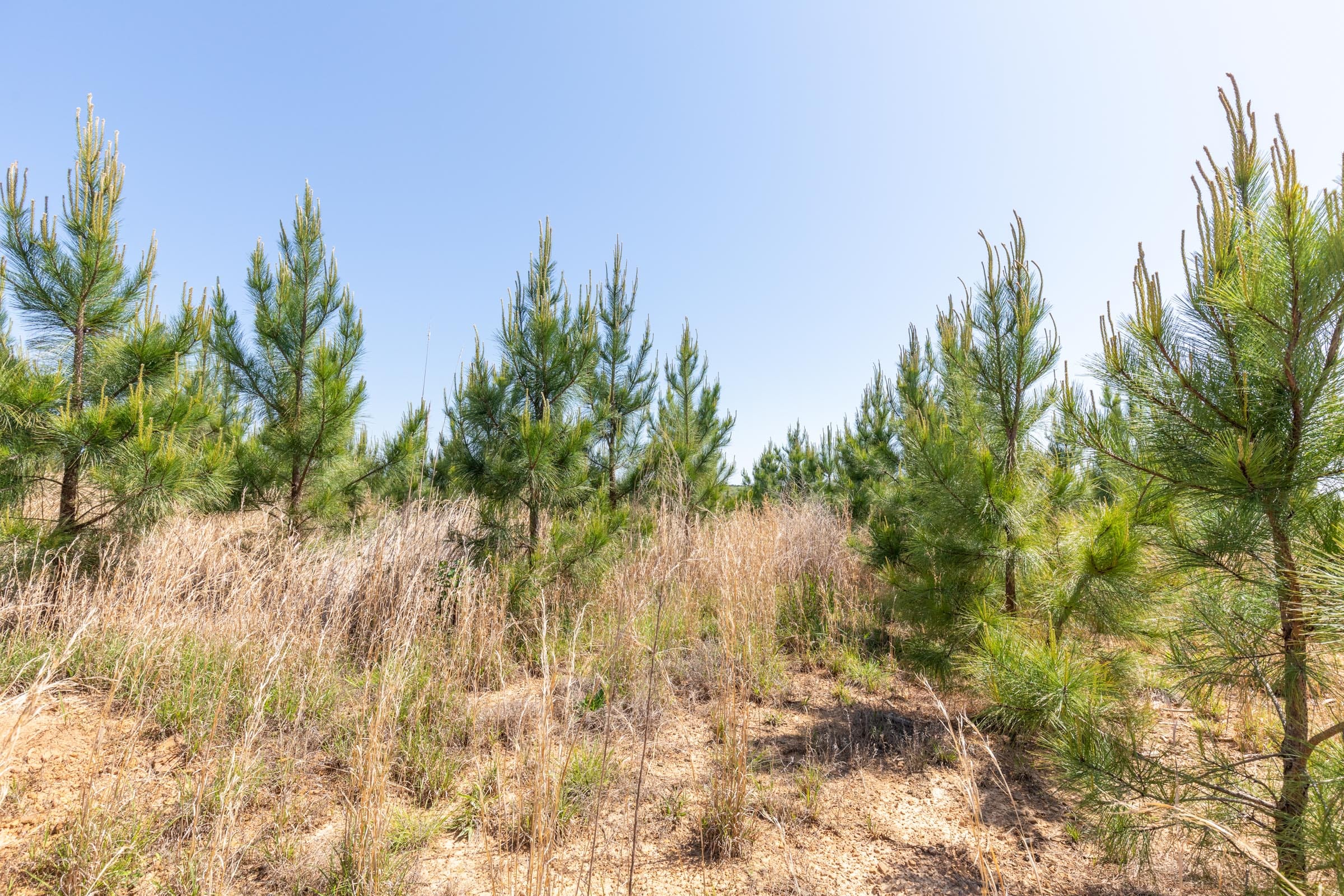 Clear Wood Tract 53 photo 23