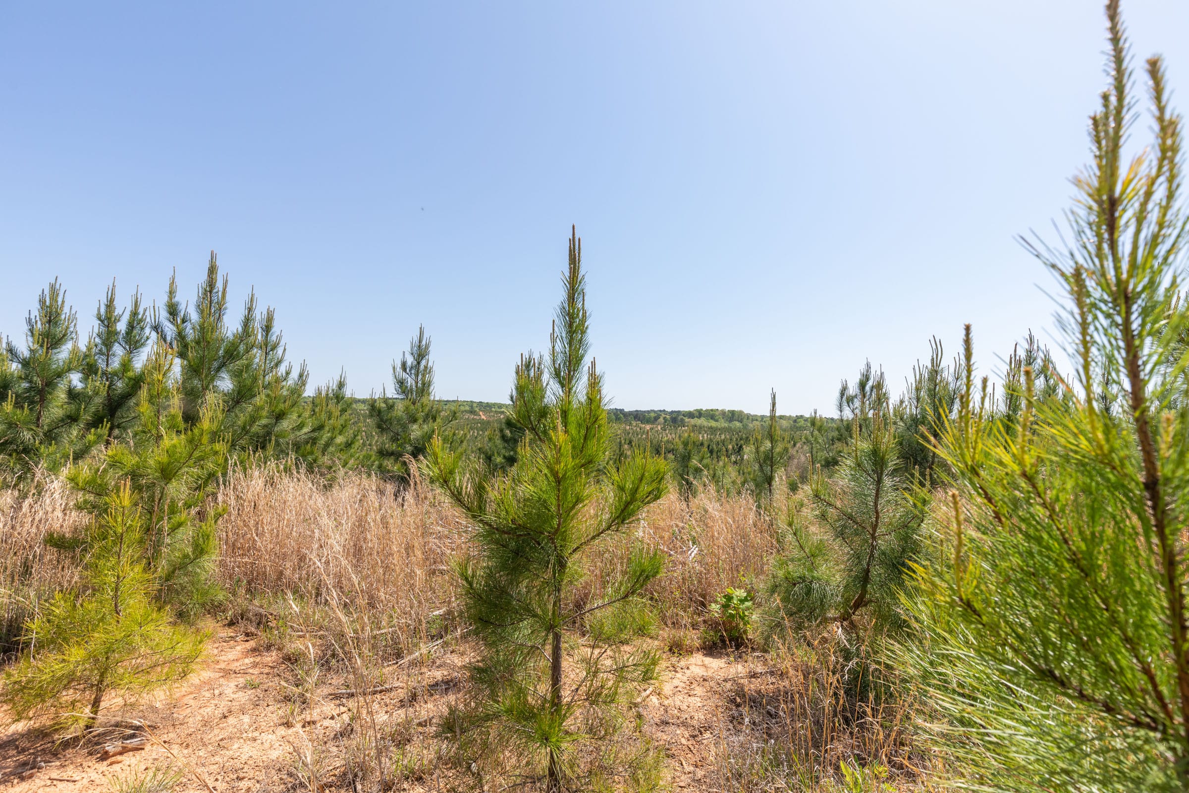 Clear Wood Tract 53 photo 25