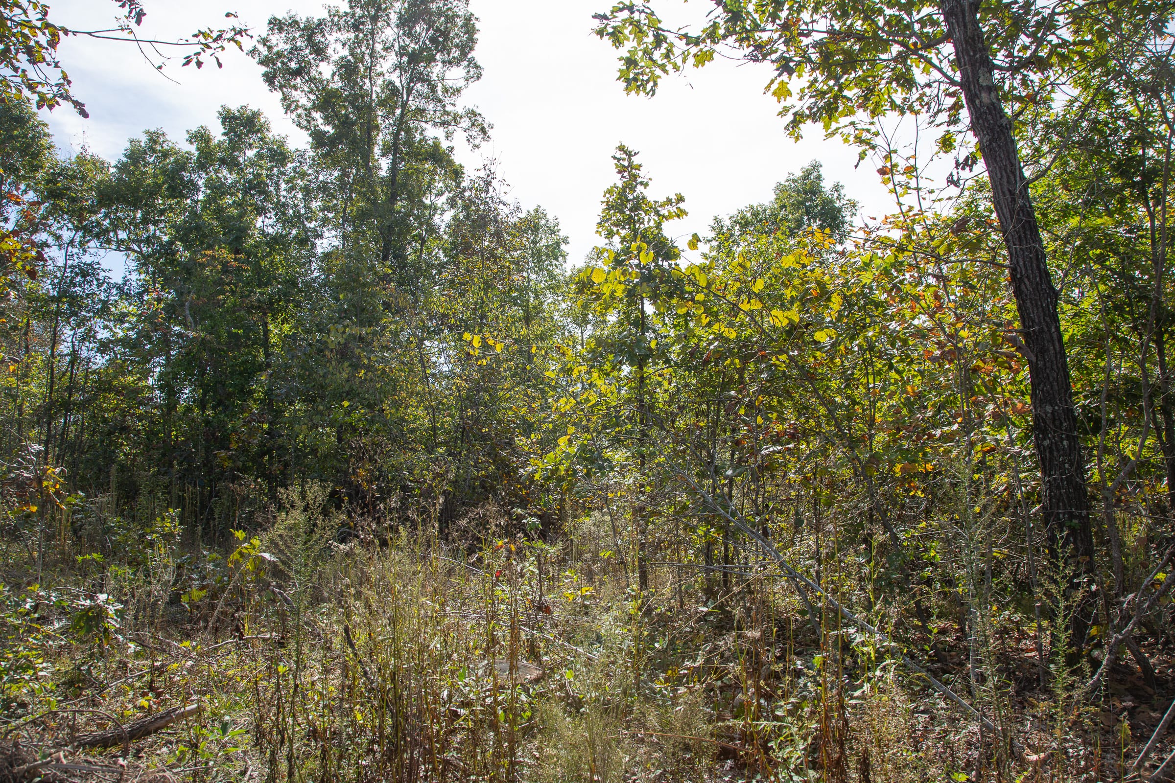 Borgmann’s Hollow Phase IV Tract 117 photo 2