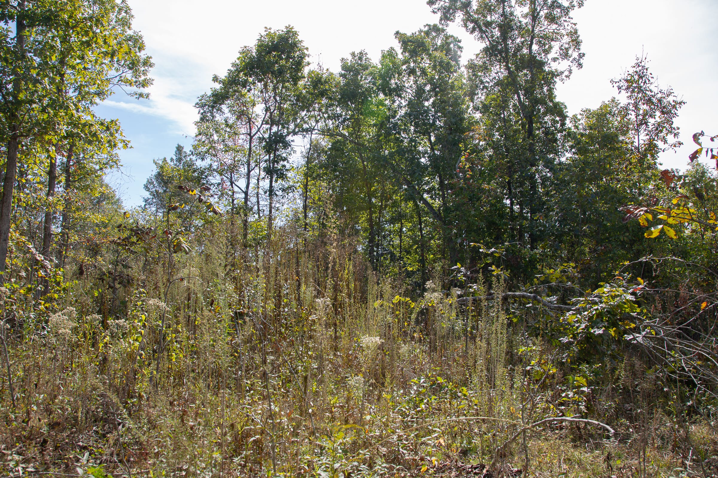 Borgmann’s Hollow Phase IV Tract 117 photo 3
