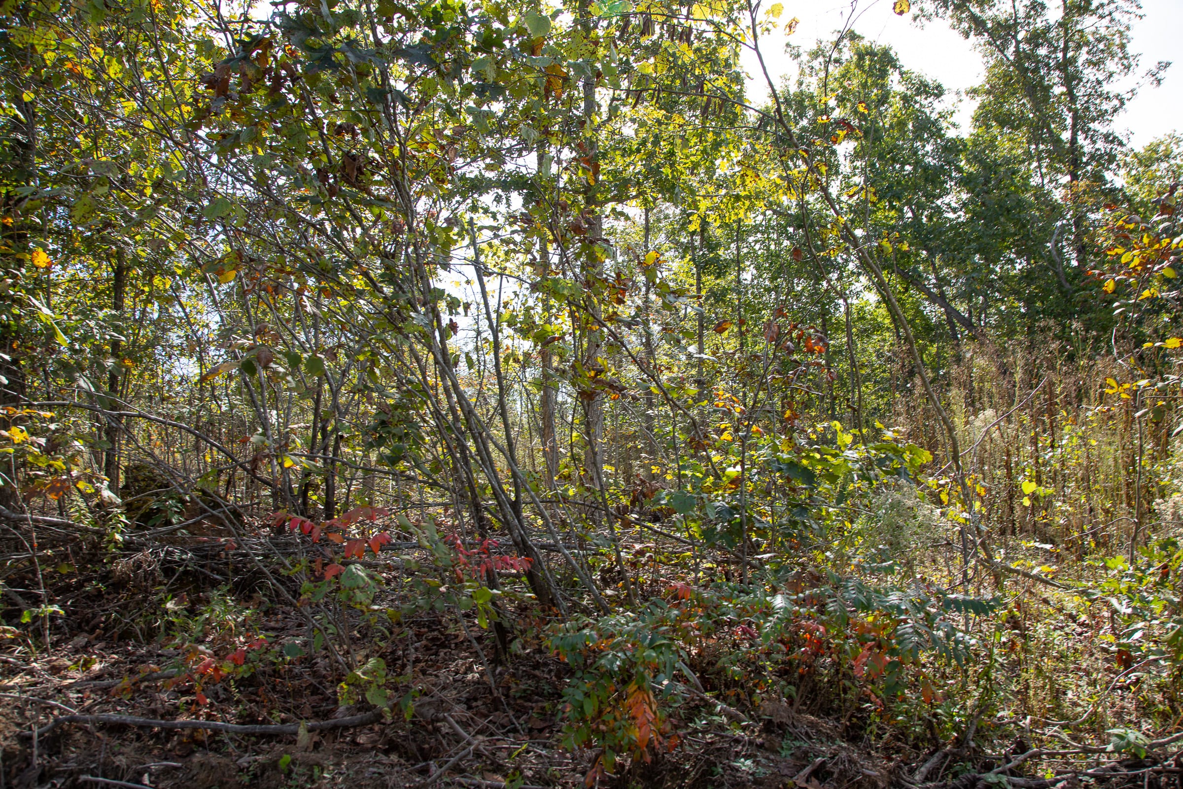 Borgmann’s Hollow Phase IV Tract 117 photo 4