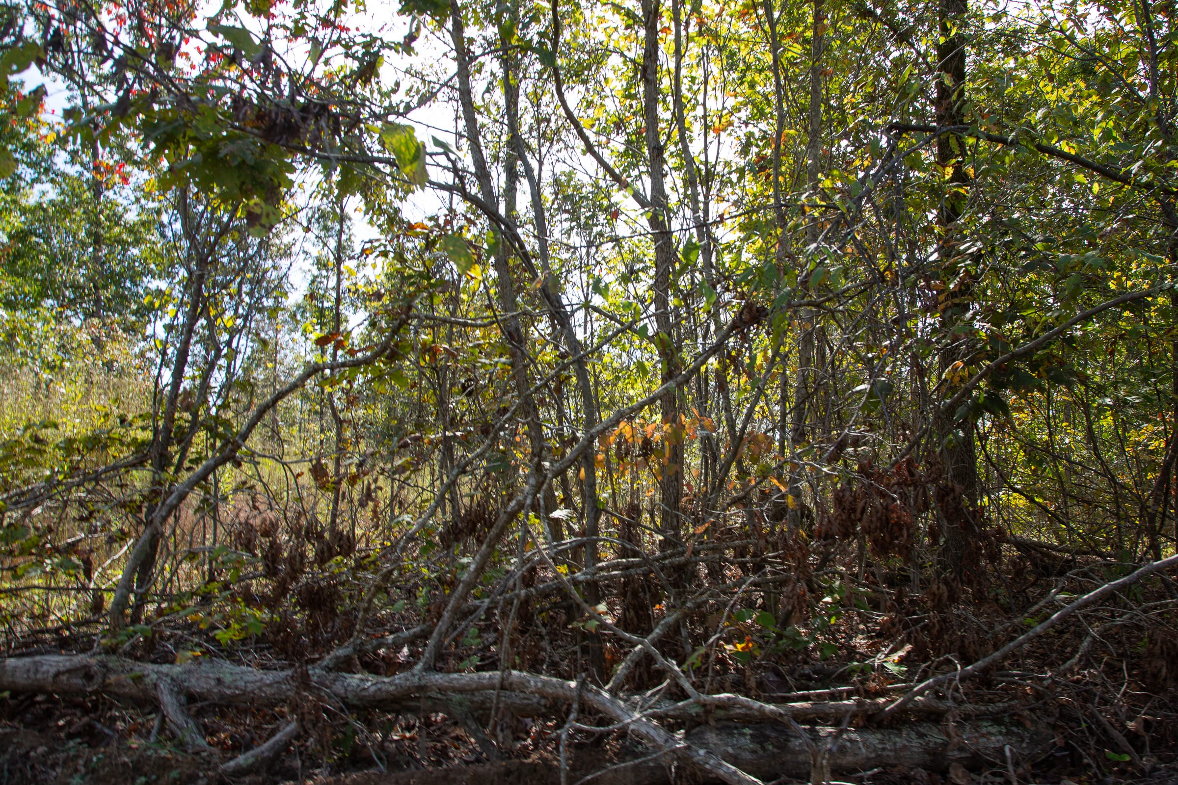 Borgmann’s Hollow Phase IV Tract 117 photo 6