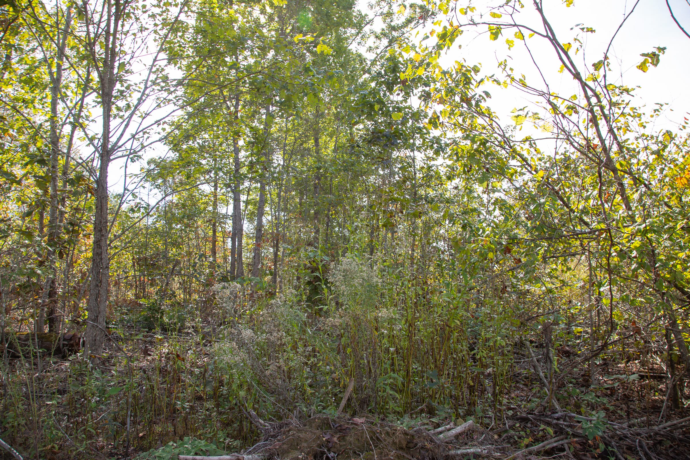 Borgmann’s Hollow Phase IV Tract 117 photo 7