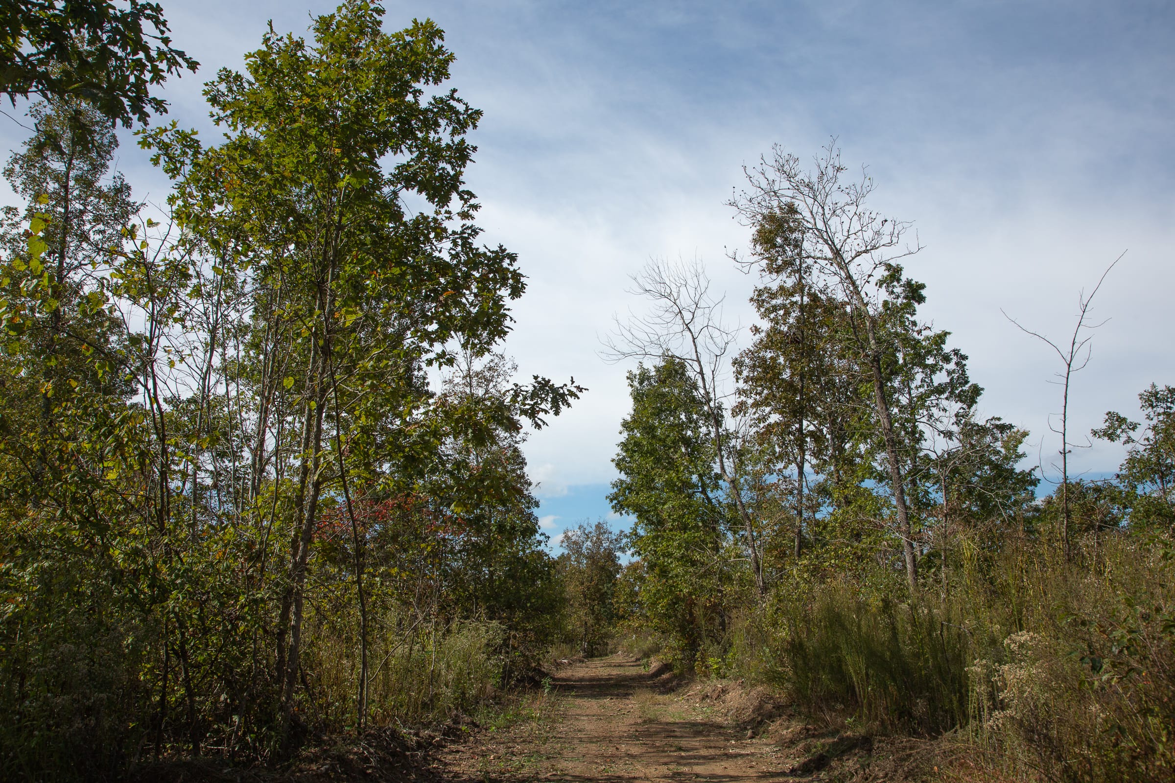 Borgmann’s Hollow Phase IV Tract 117 photo 8