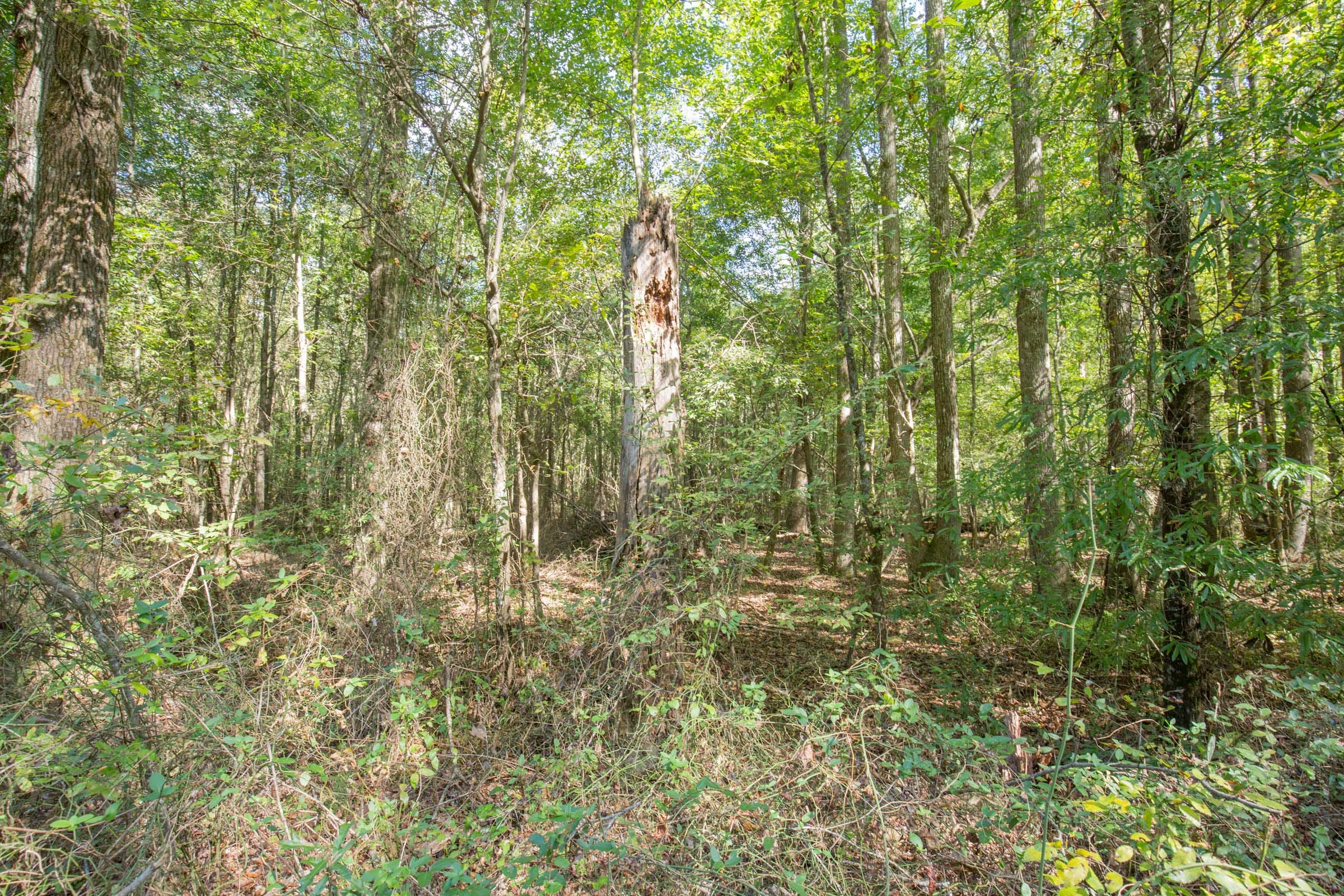 Brentwood Tract 11 photo 2