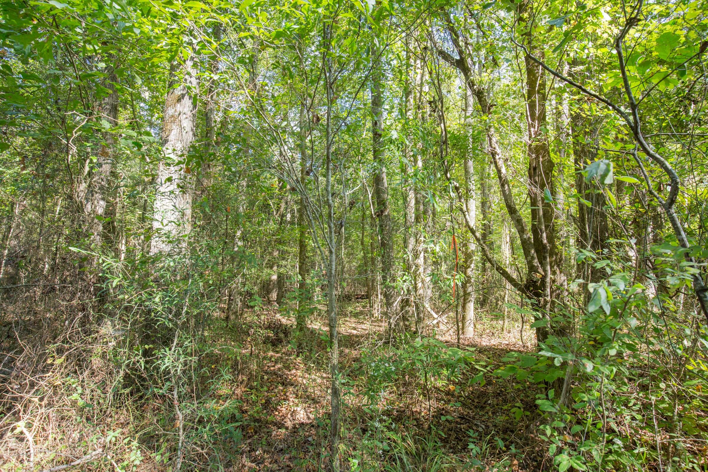 Brentwood Tract 11 photo 4