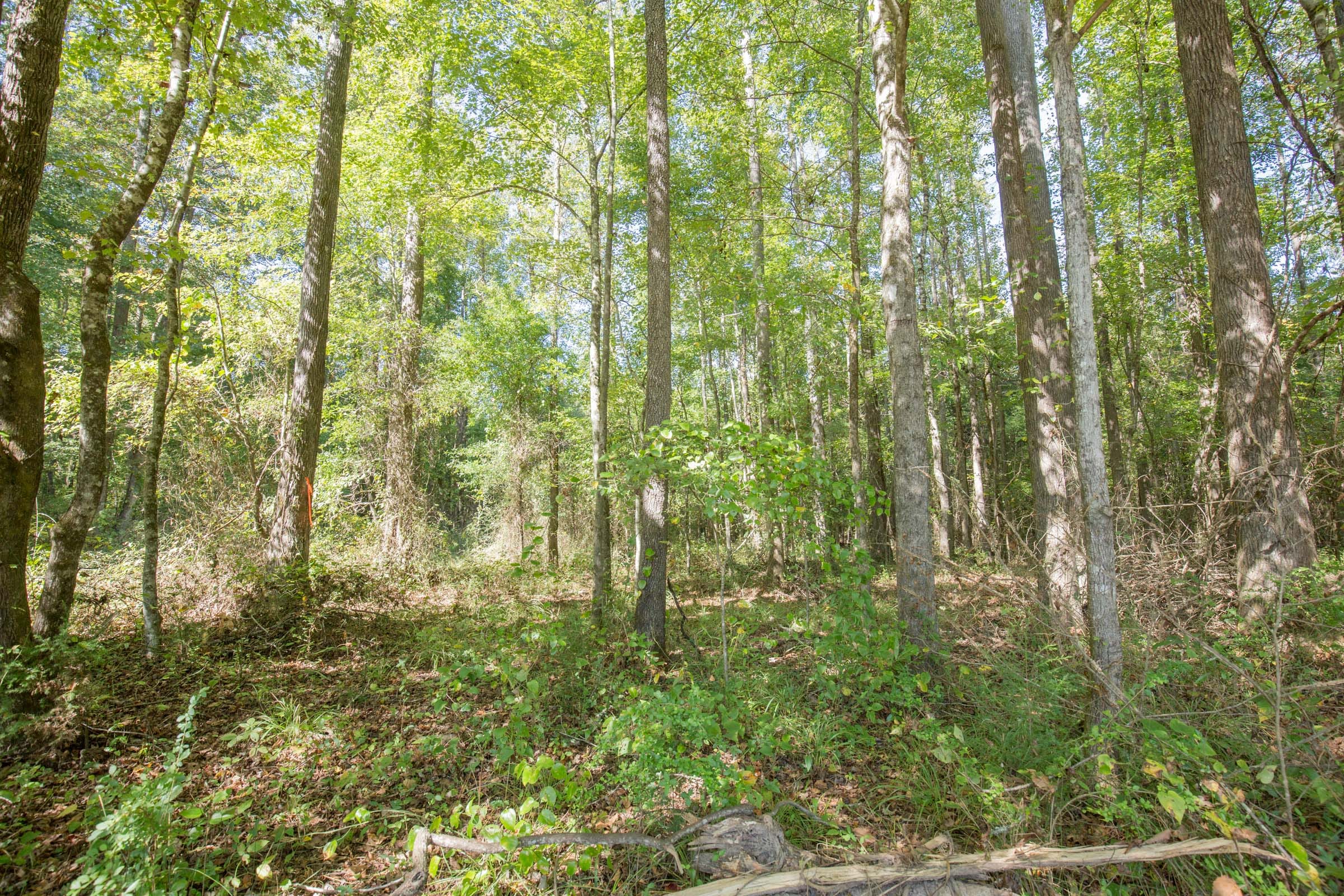 Brentwood Tract 11 photo 5