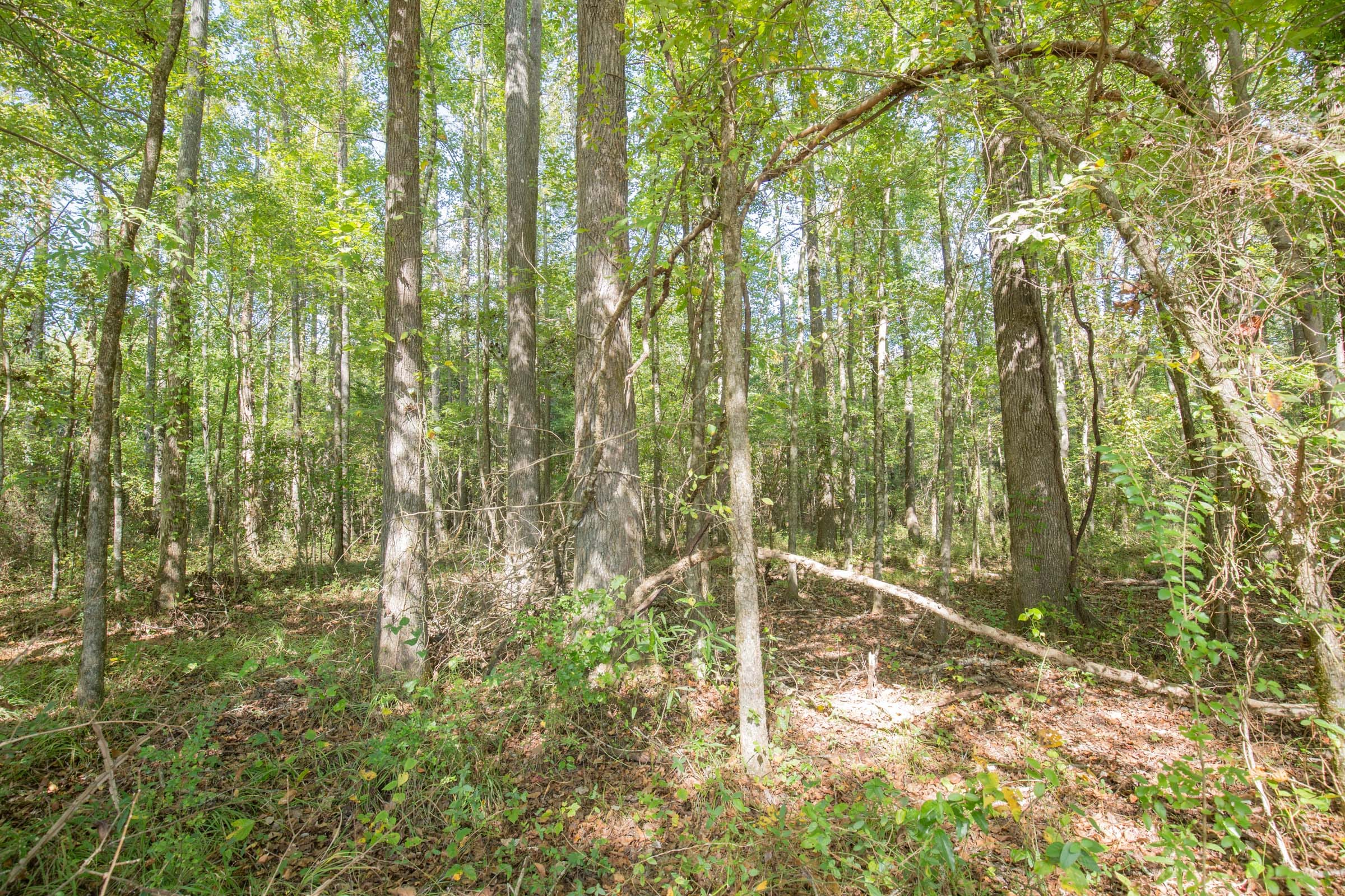 Brentwood Tract 11 photo 3