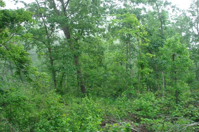 Deer Valley Tract 16 photo 5