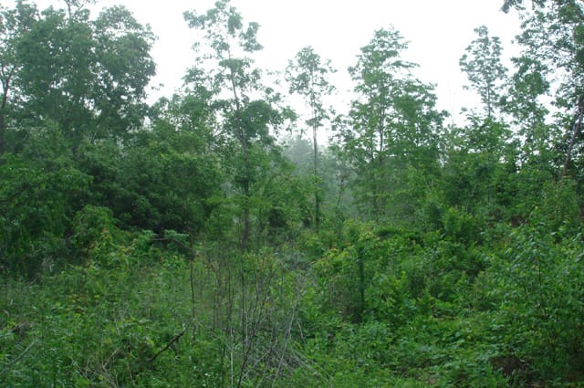 Deer Valley Tract 16 photo 6