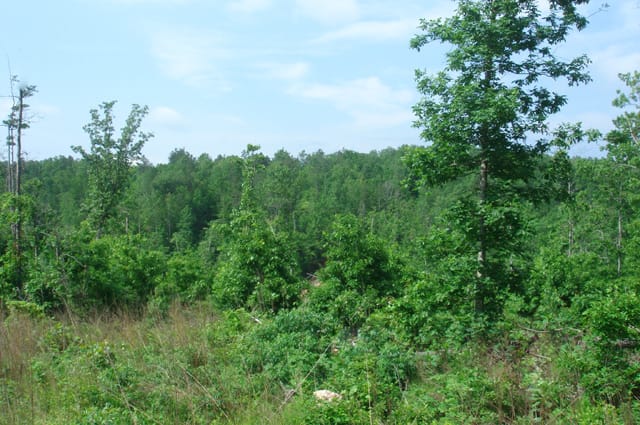 Deer Valley Tract 16 photo 9