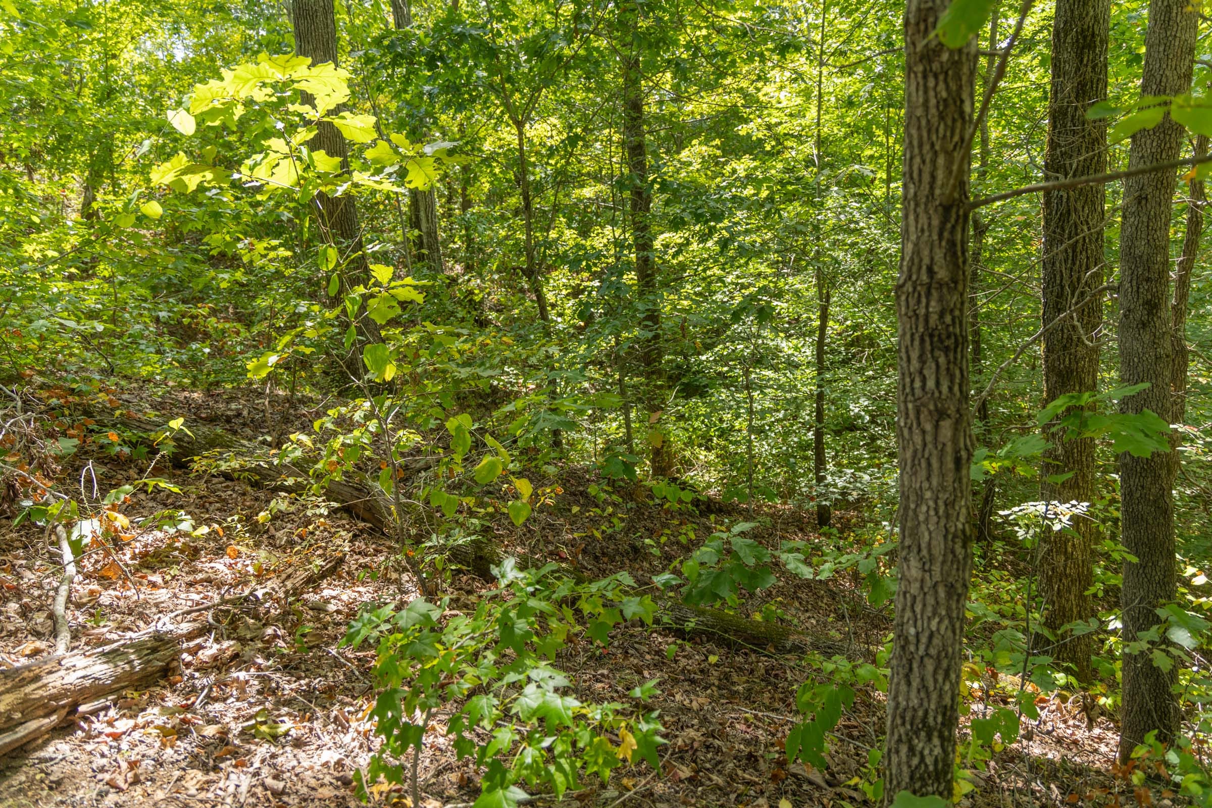 Big White Oak Tract 13 photo 6