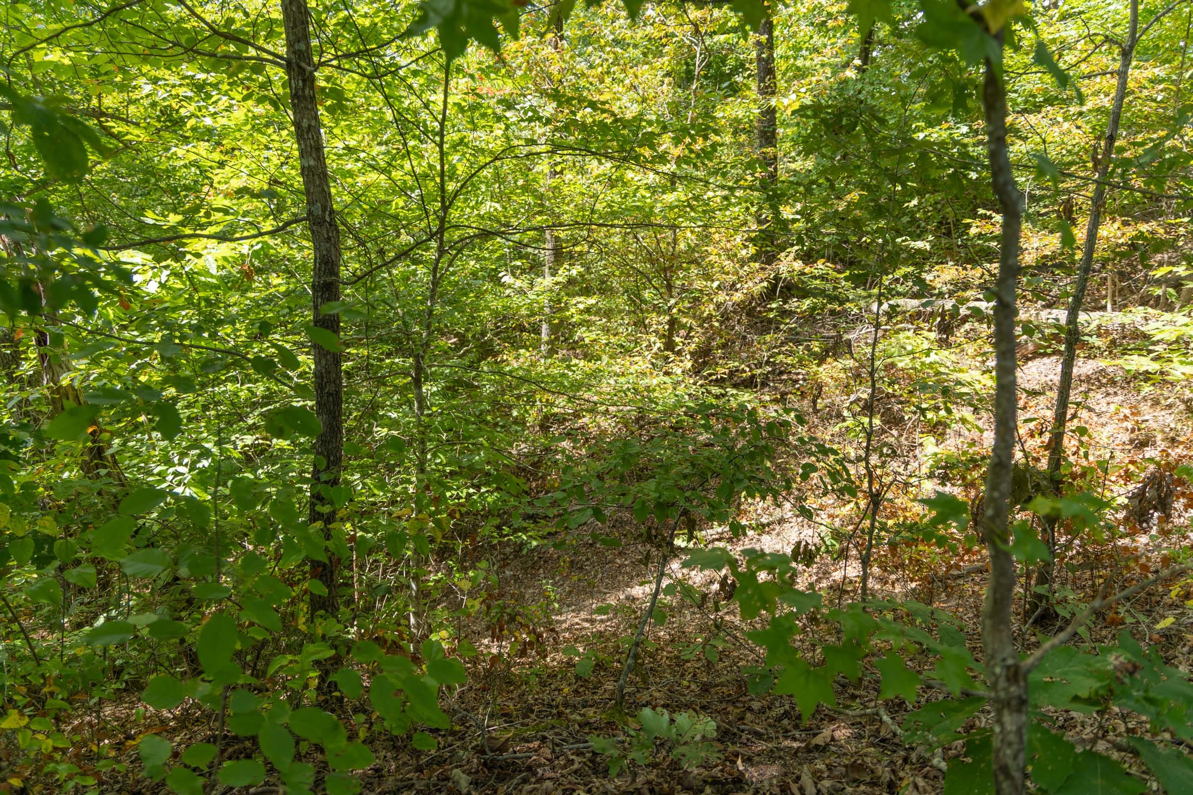 Big White Oak Tract 56 photo 3