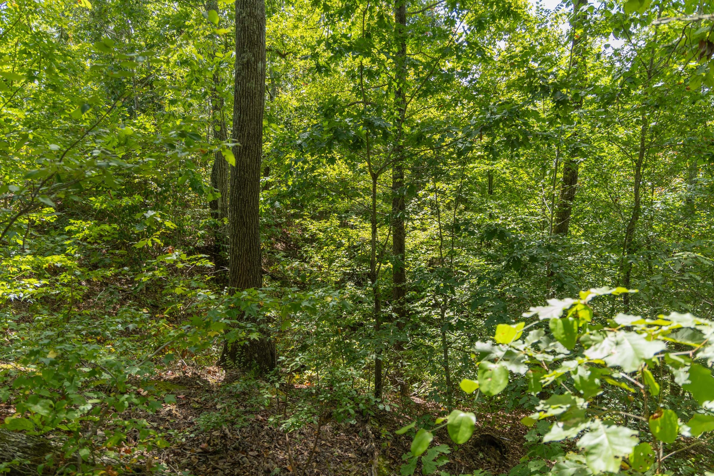 Big White Oak Tract 13 photo 8