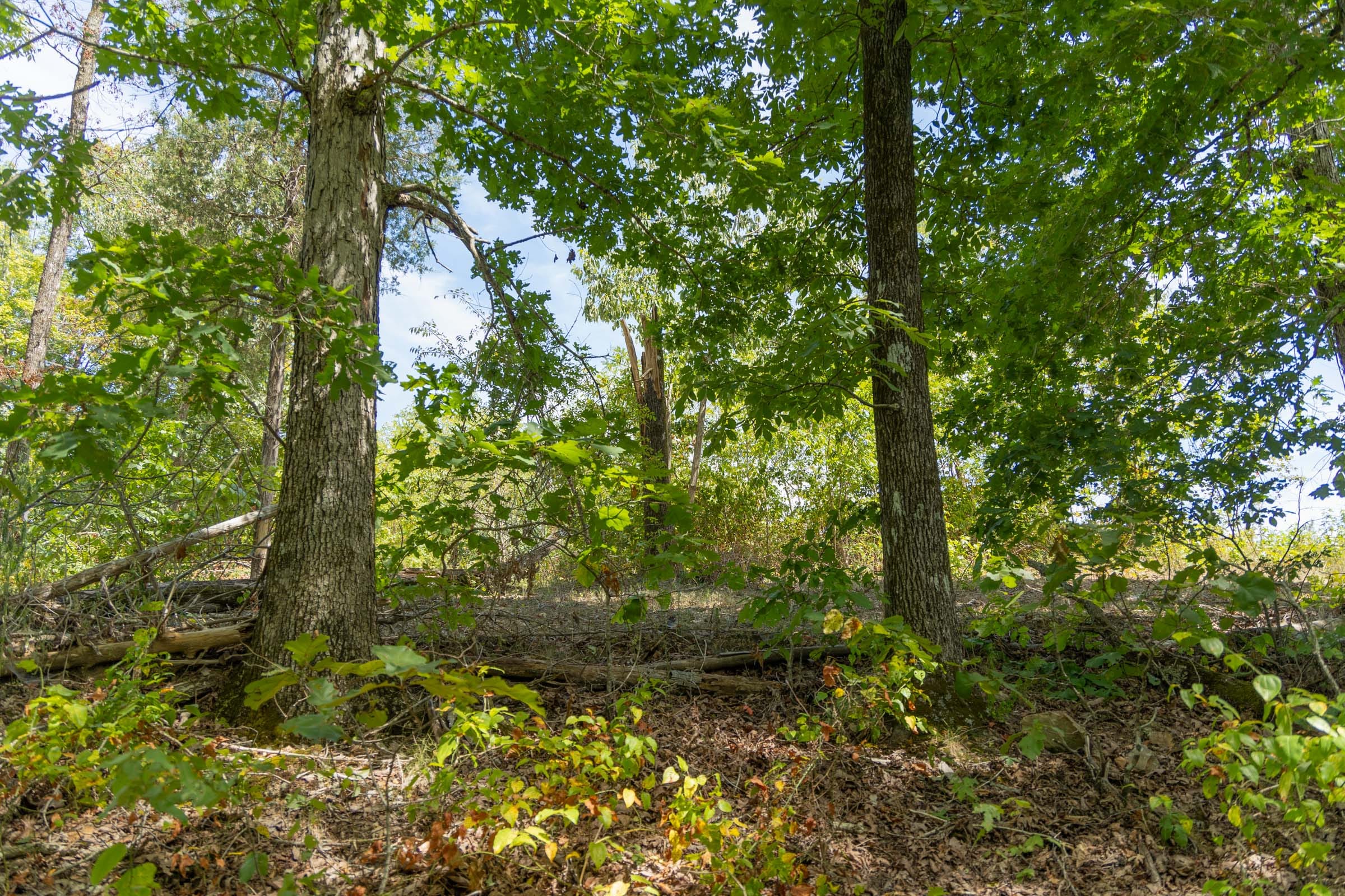 Big White Oak Tract 56 photo 8