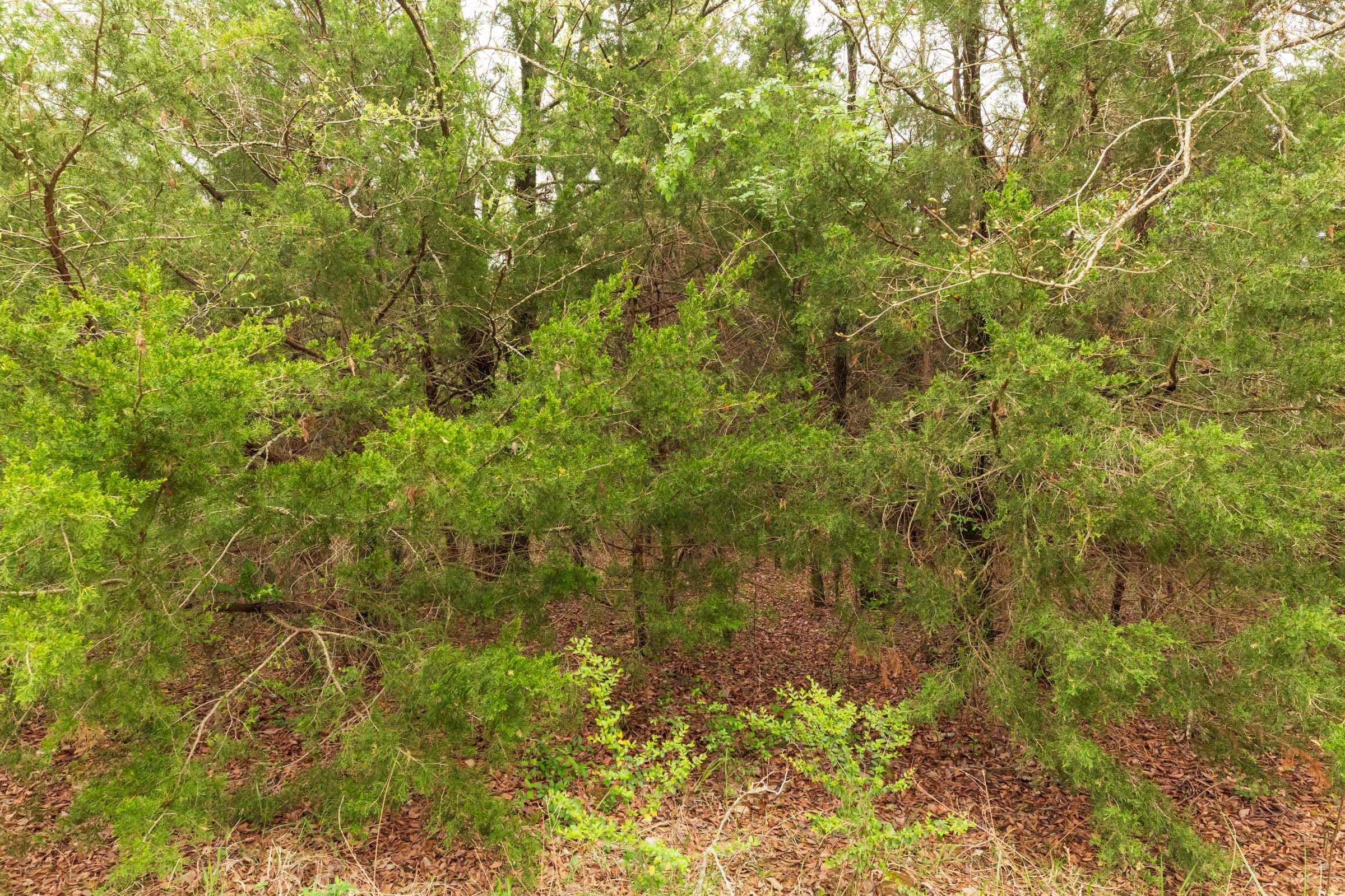 Moonrise Meadows Tract 20 photo 12