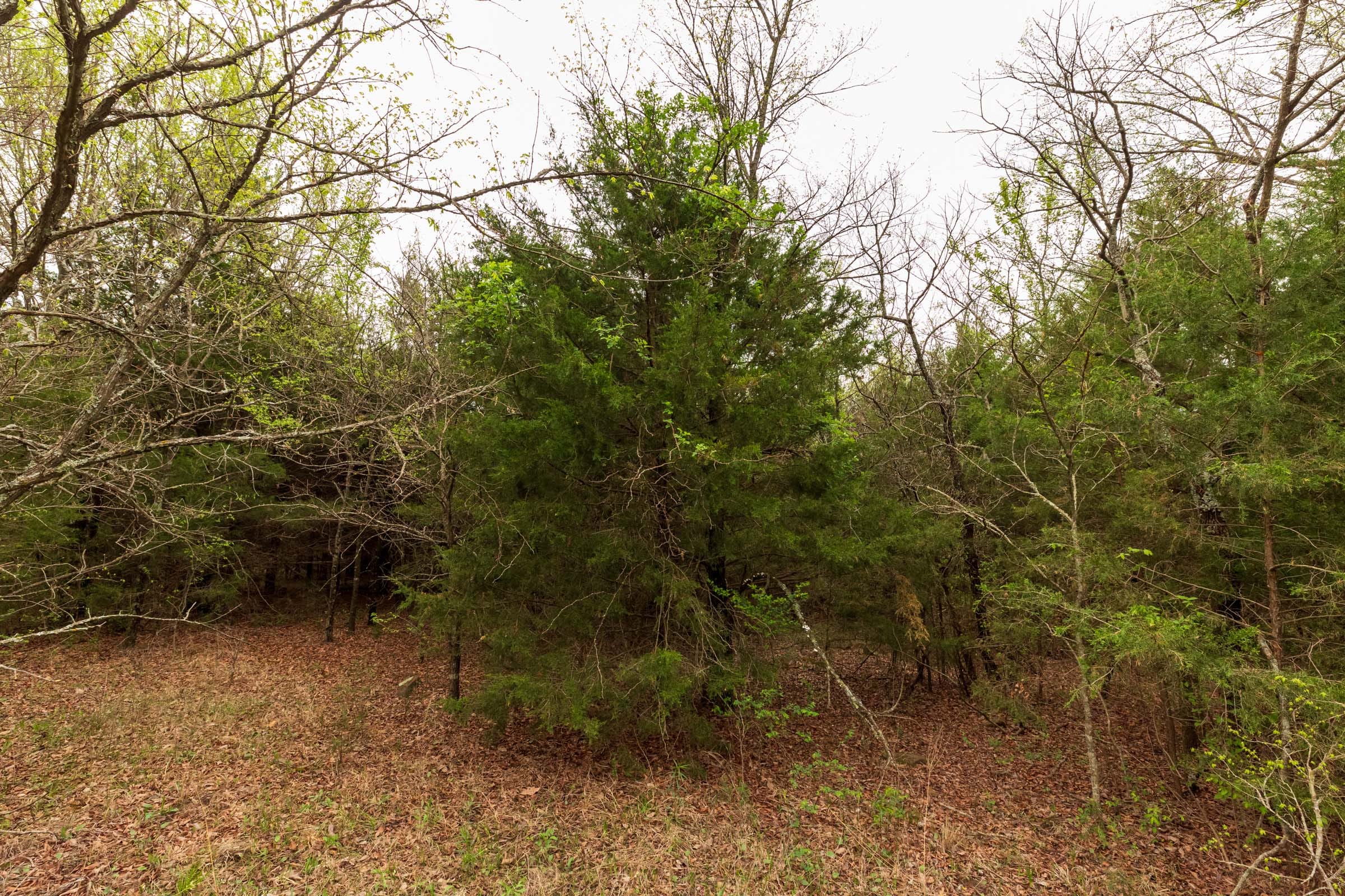 Moonrise Meadows Tract 20 photo 4