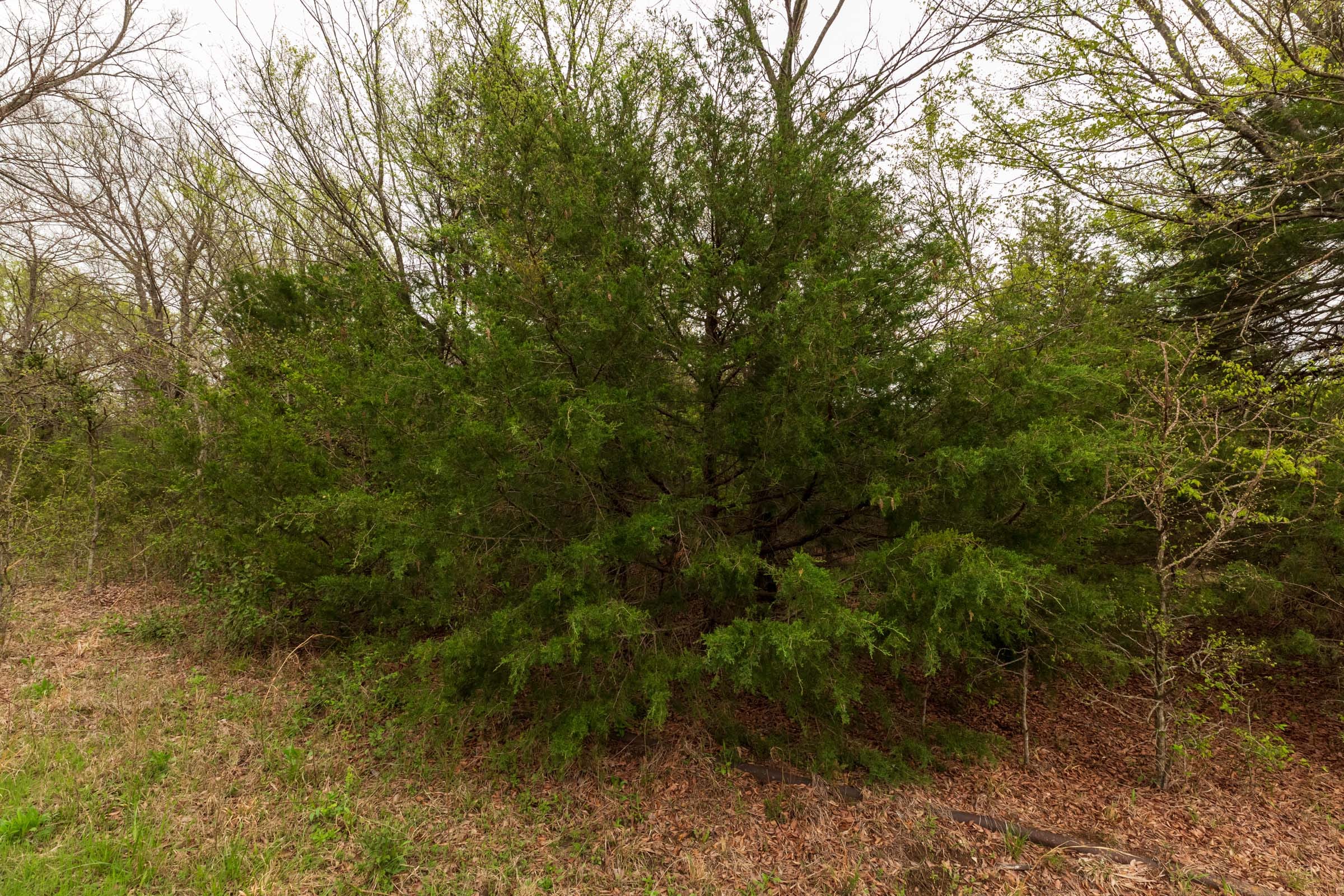 Moonrise Meadows Tract 20 photo 11