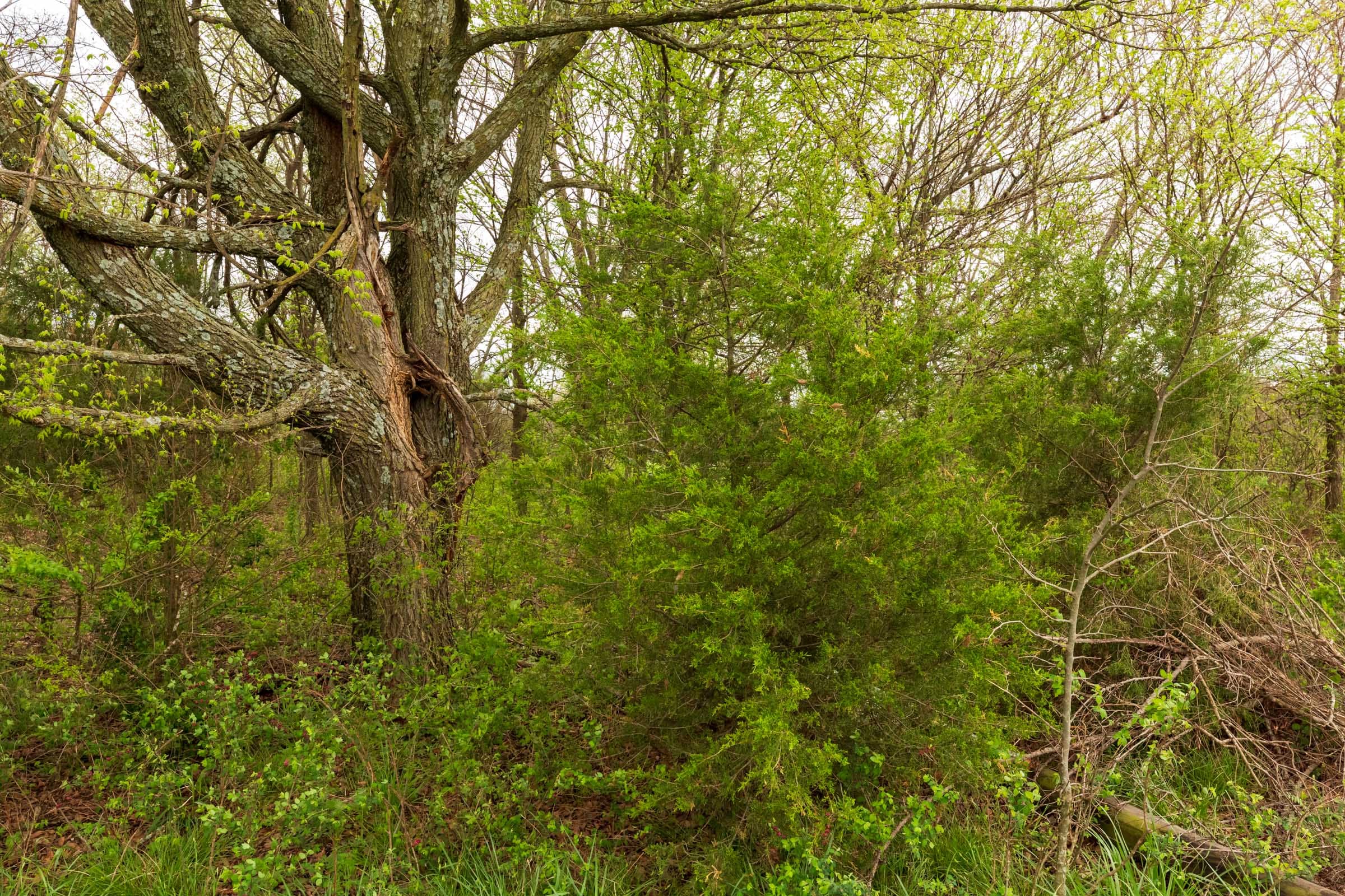 Moonrise Meadows Tract 20 photo 18