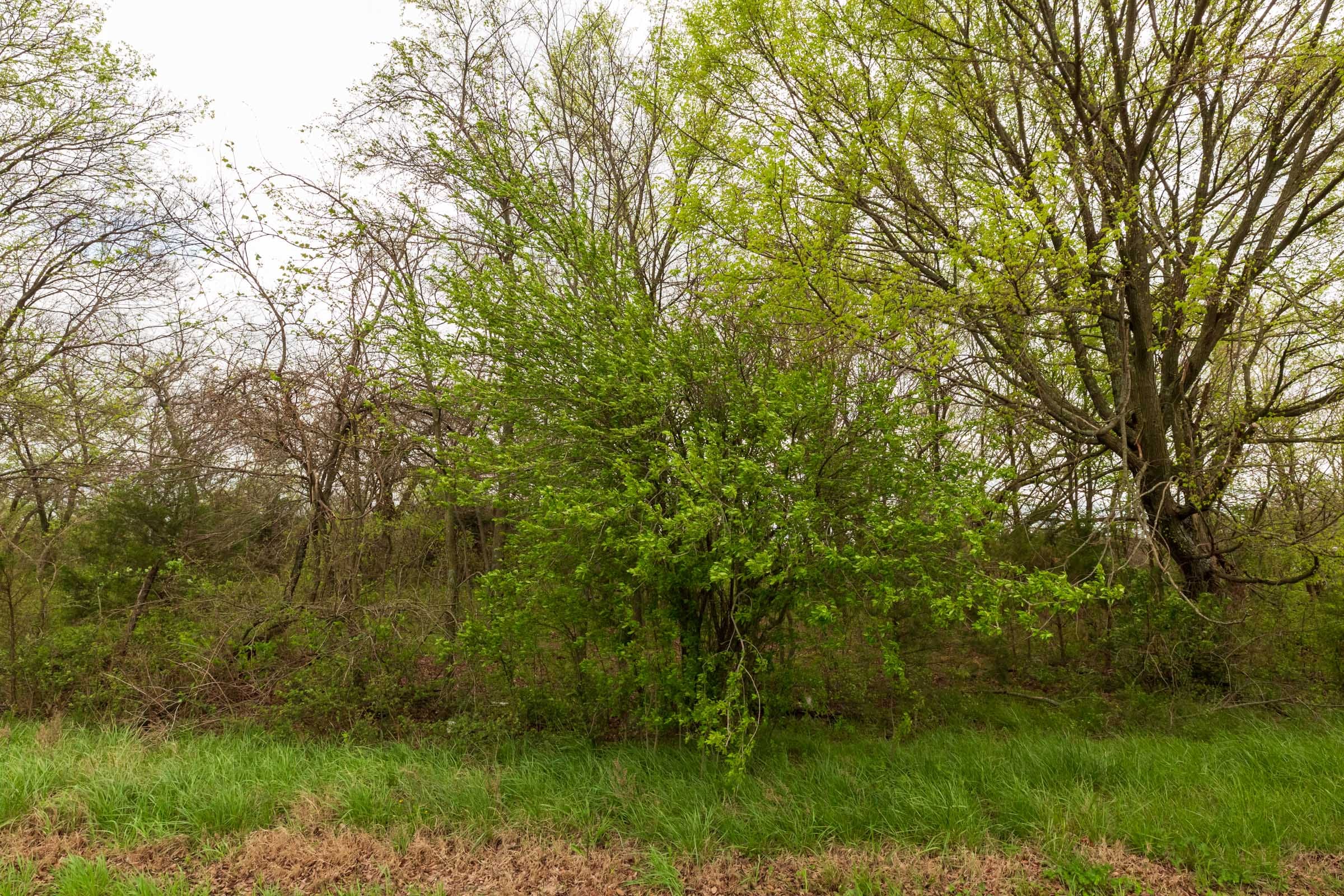 Moonrise Meadows Tract 20 photo 13