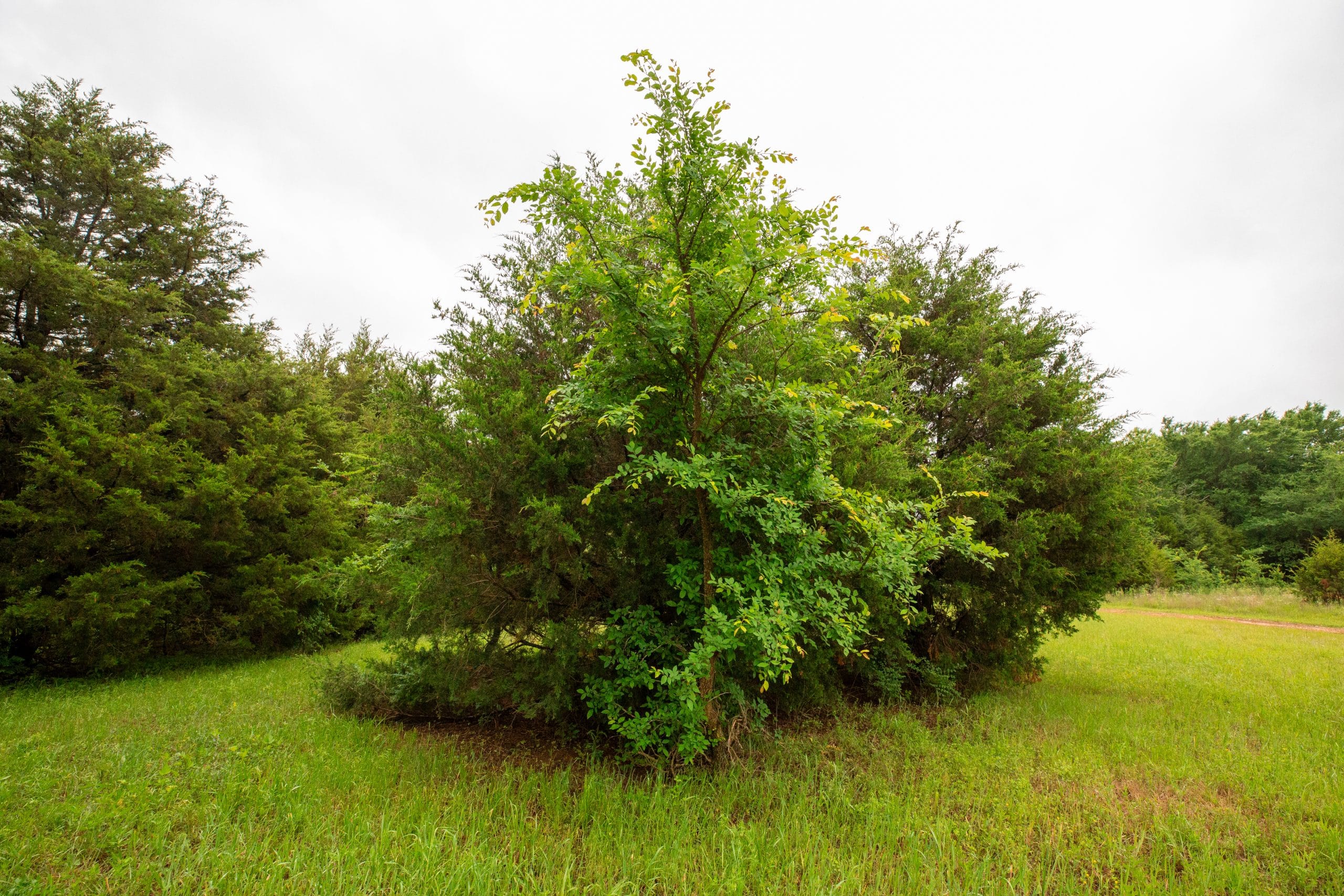 Moonrise Meadows Tract 20 photo 22