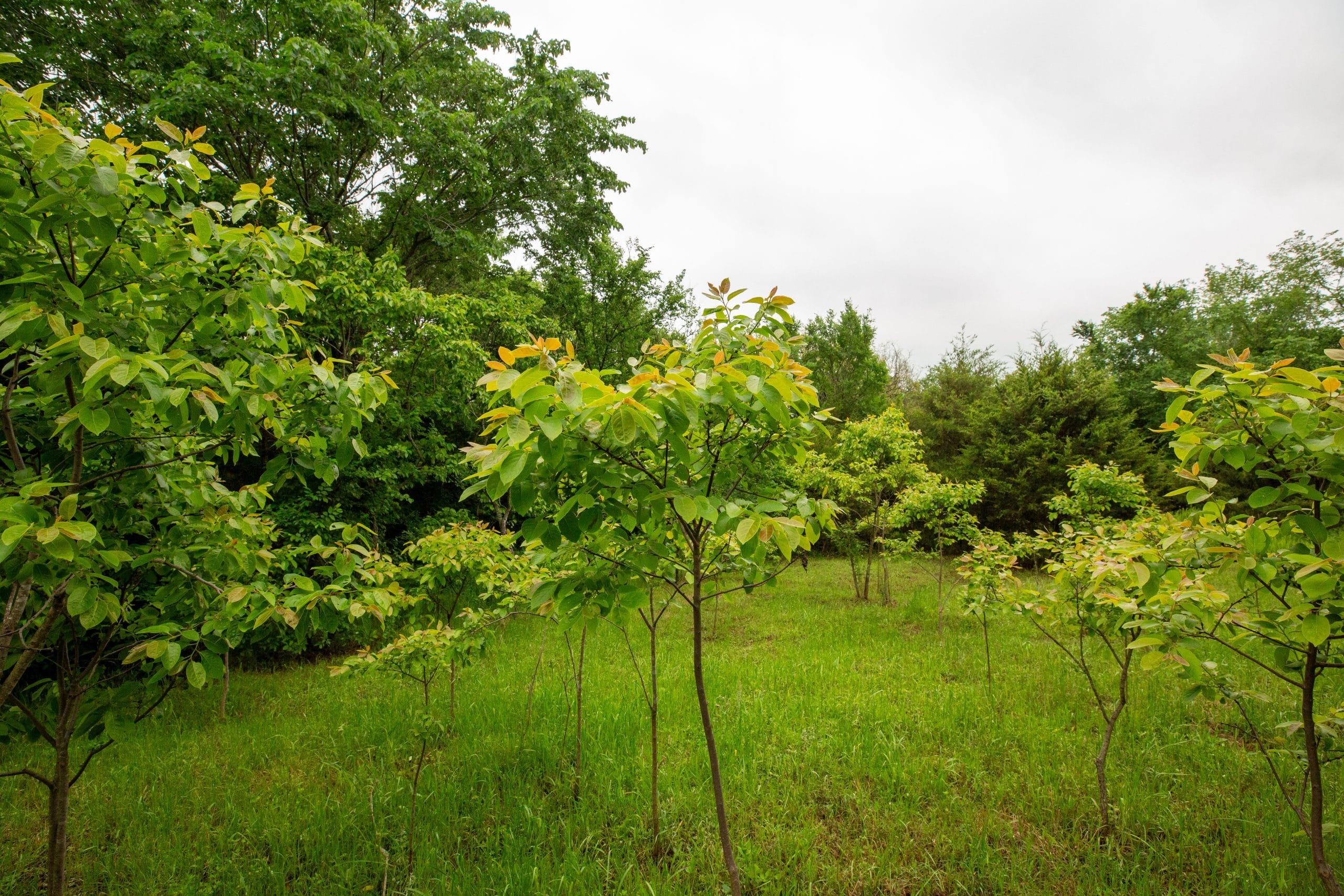 Moonrise Meadows Tract 20 photo 10