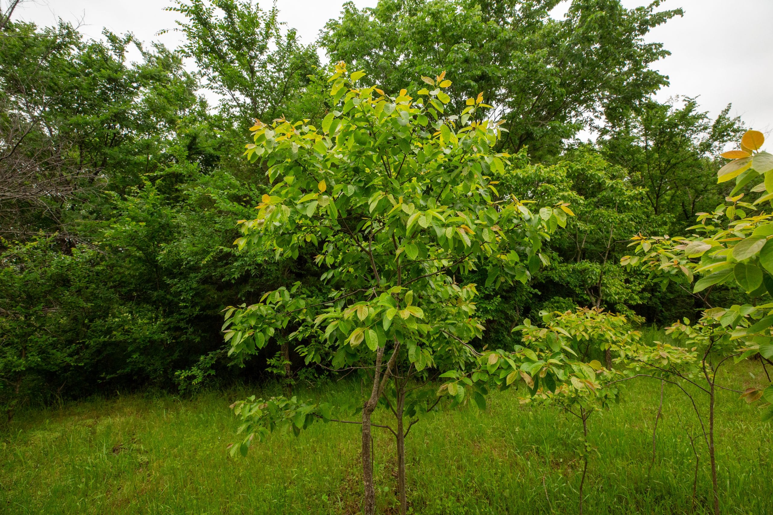 Moonrise Meadows Tract 20 photo 17