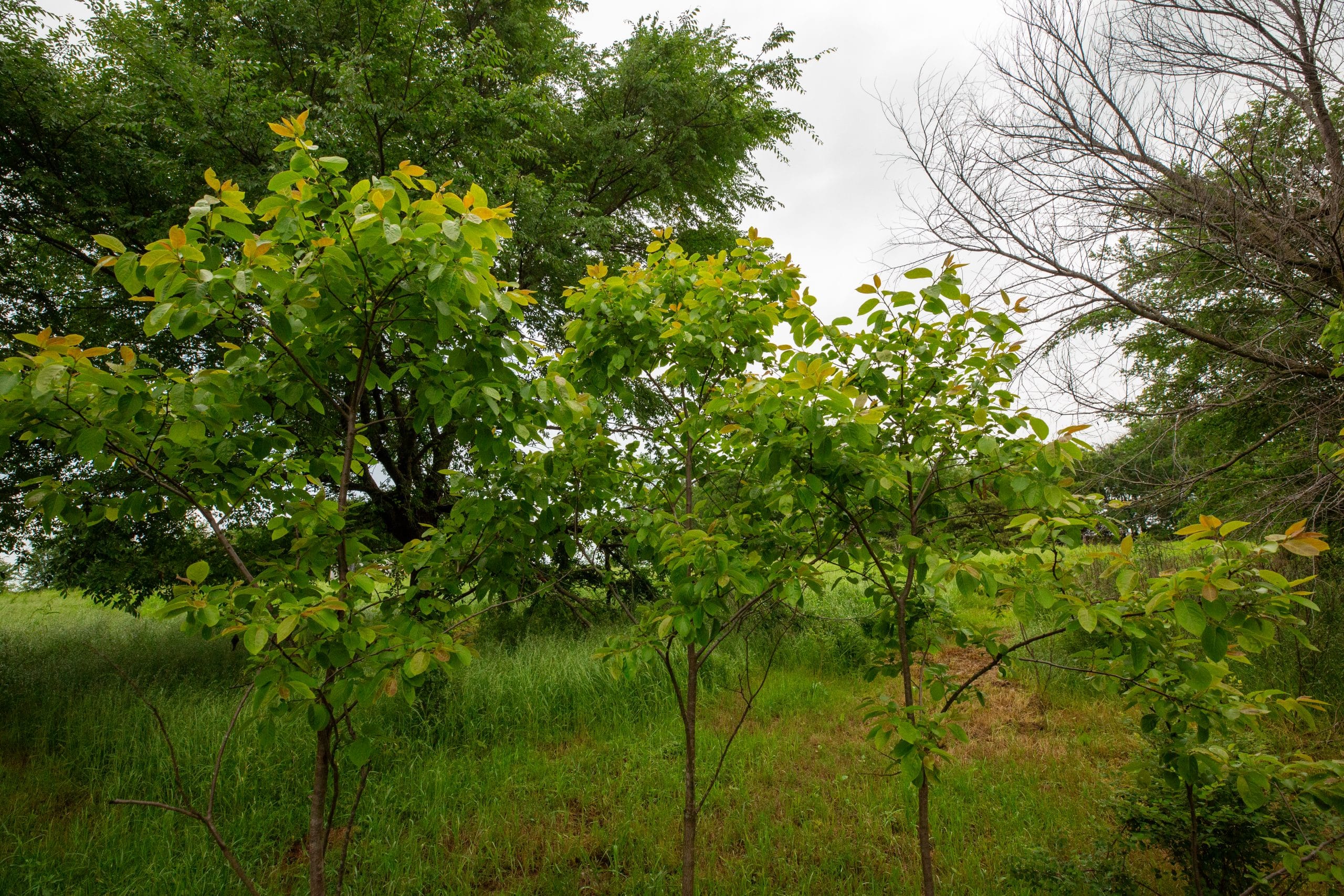 Moonrise Meadows Tract 20 photo 24