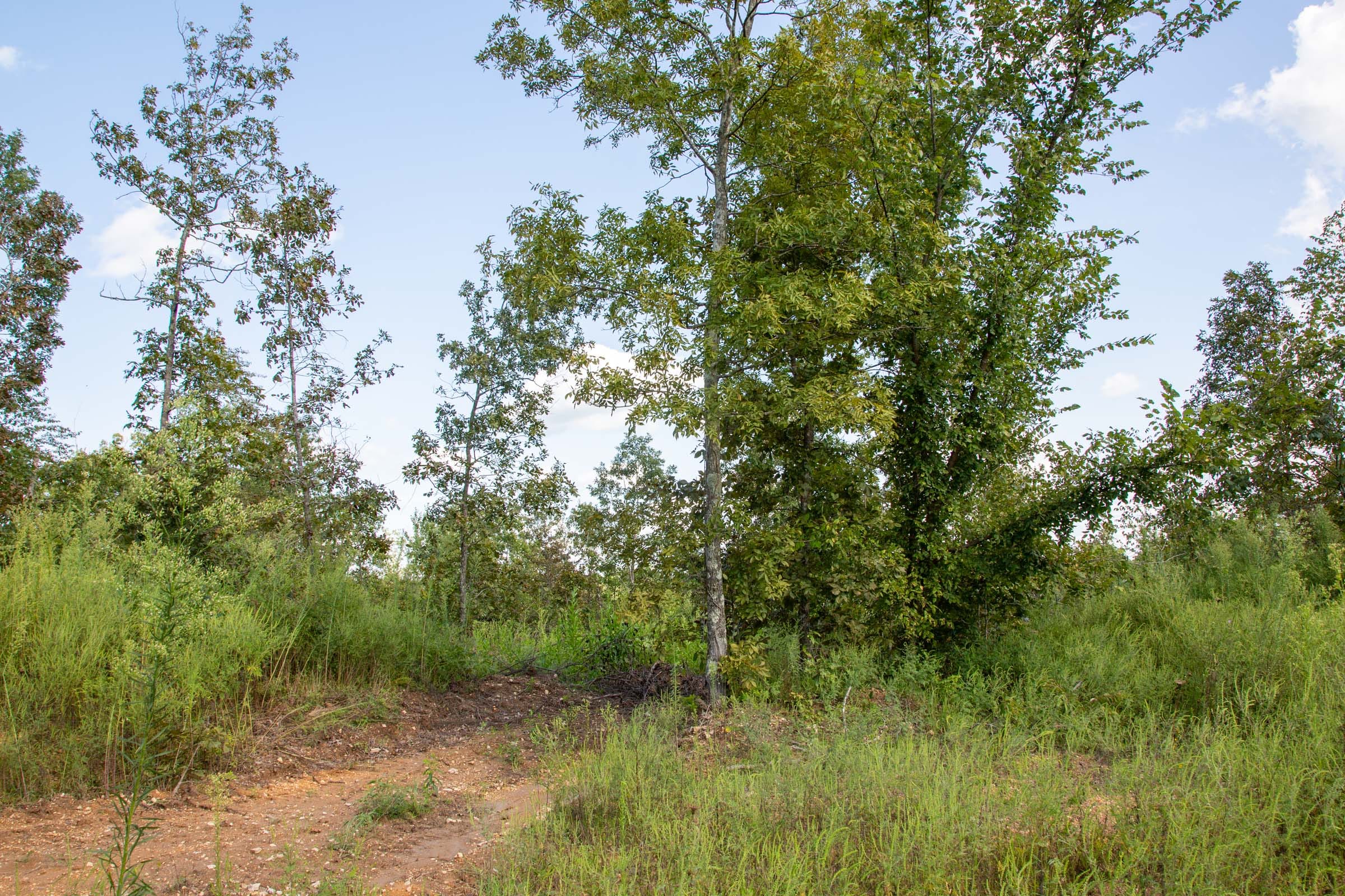 Borgmann’s Hollow Phase II Tract 62 photo 3