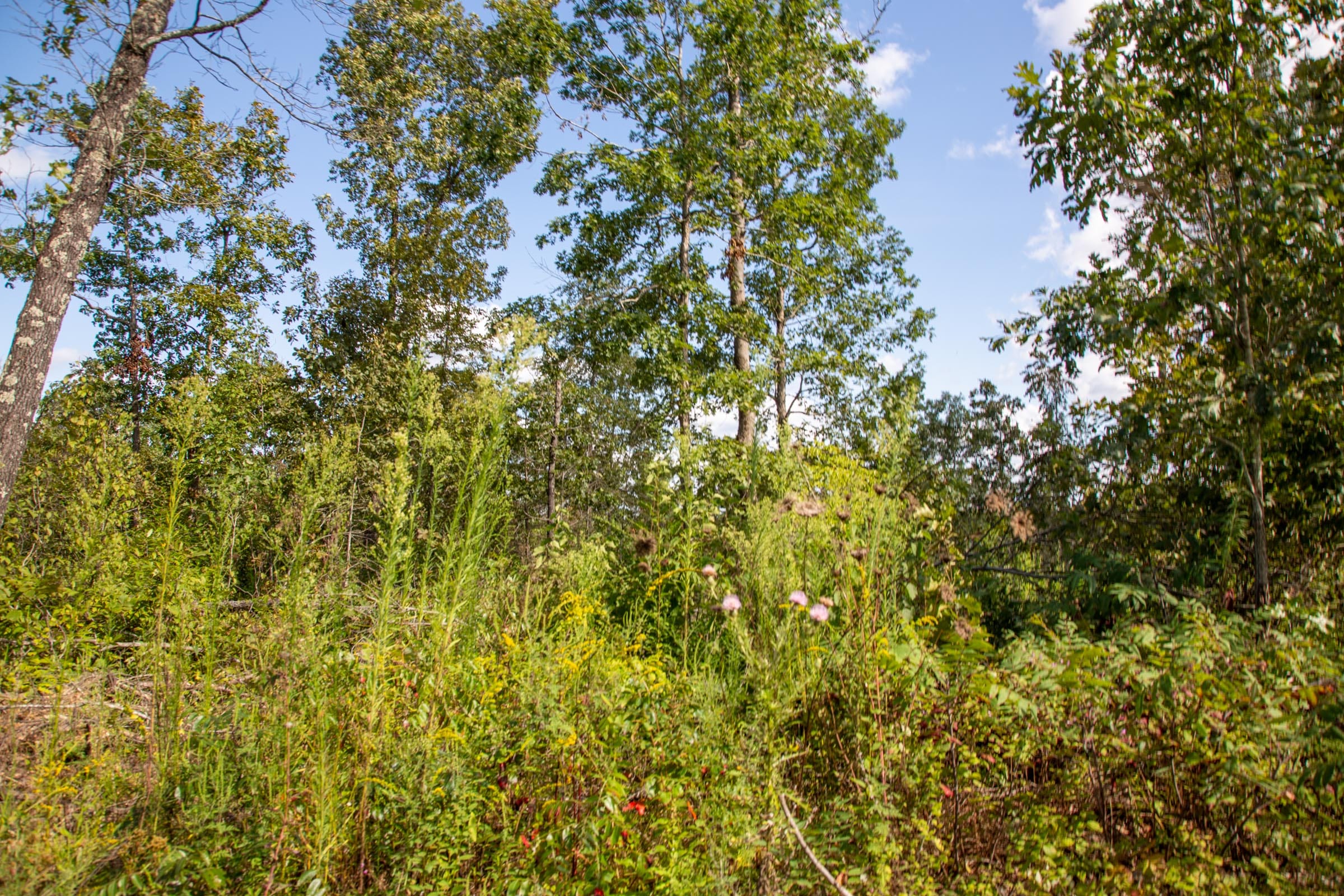 Borgmann’s Hollow Phase II Tract 62 photo 4