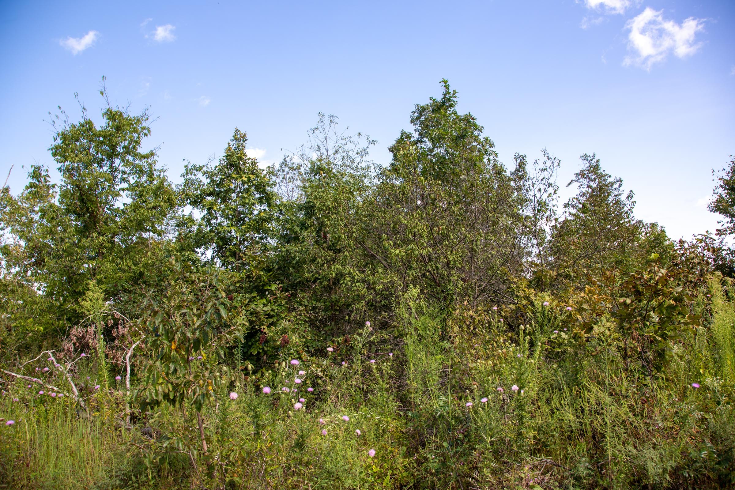 Borgmann’s Hollow Phase II Tract 62 photo 5