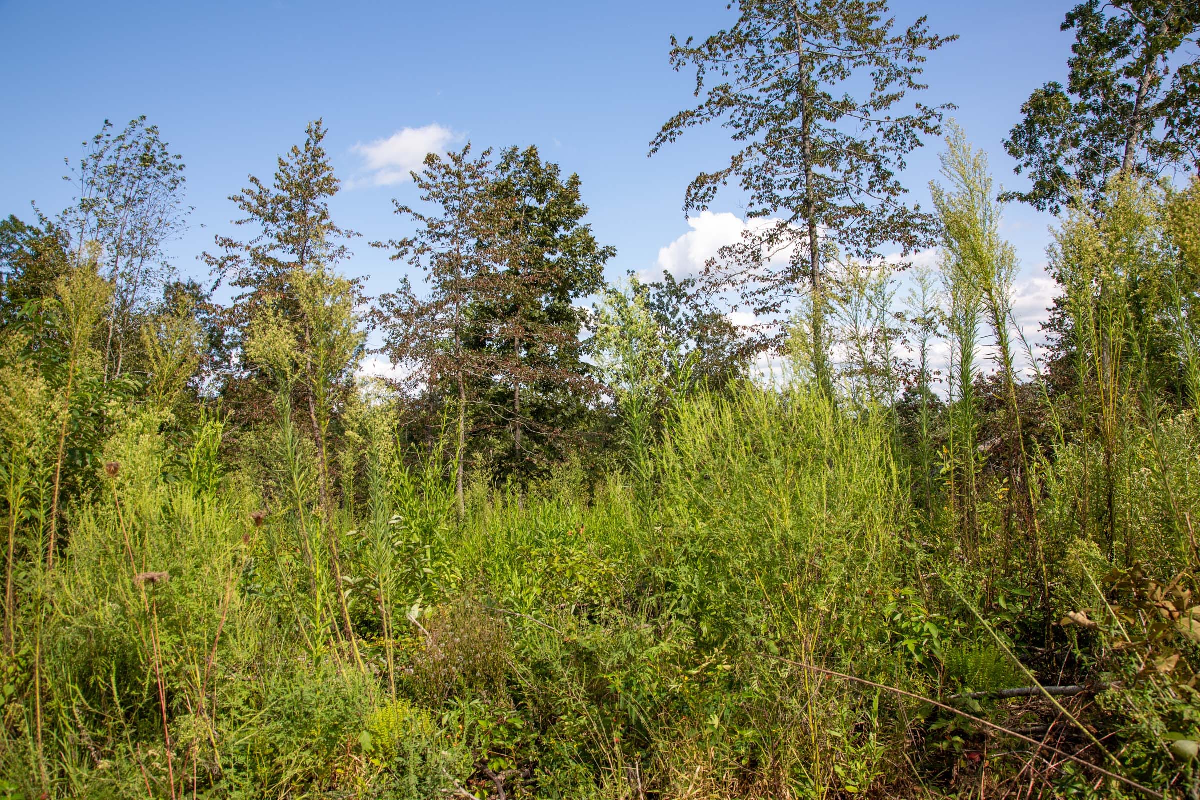 Borgmann’s Hollow Phase II Tract 62 photo 7
