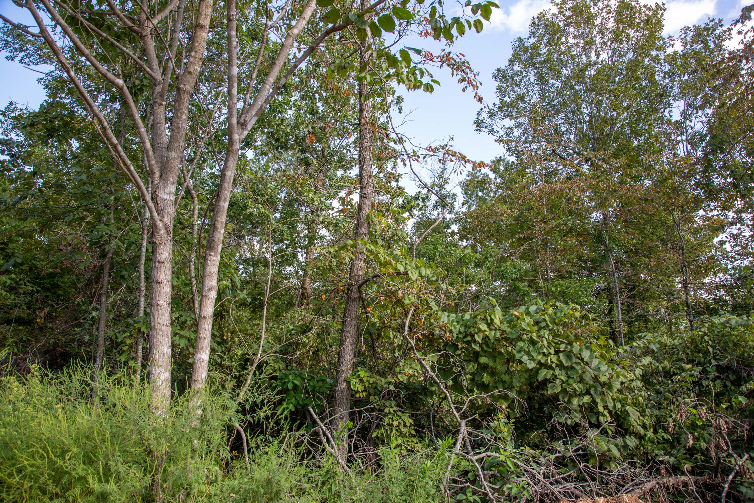 Borgmann’s Hollow Phase II Tract 62 photo 8