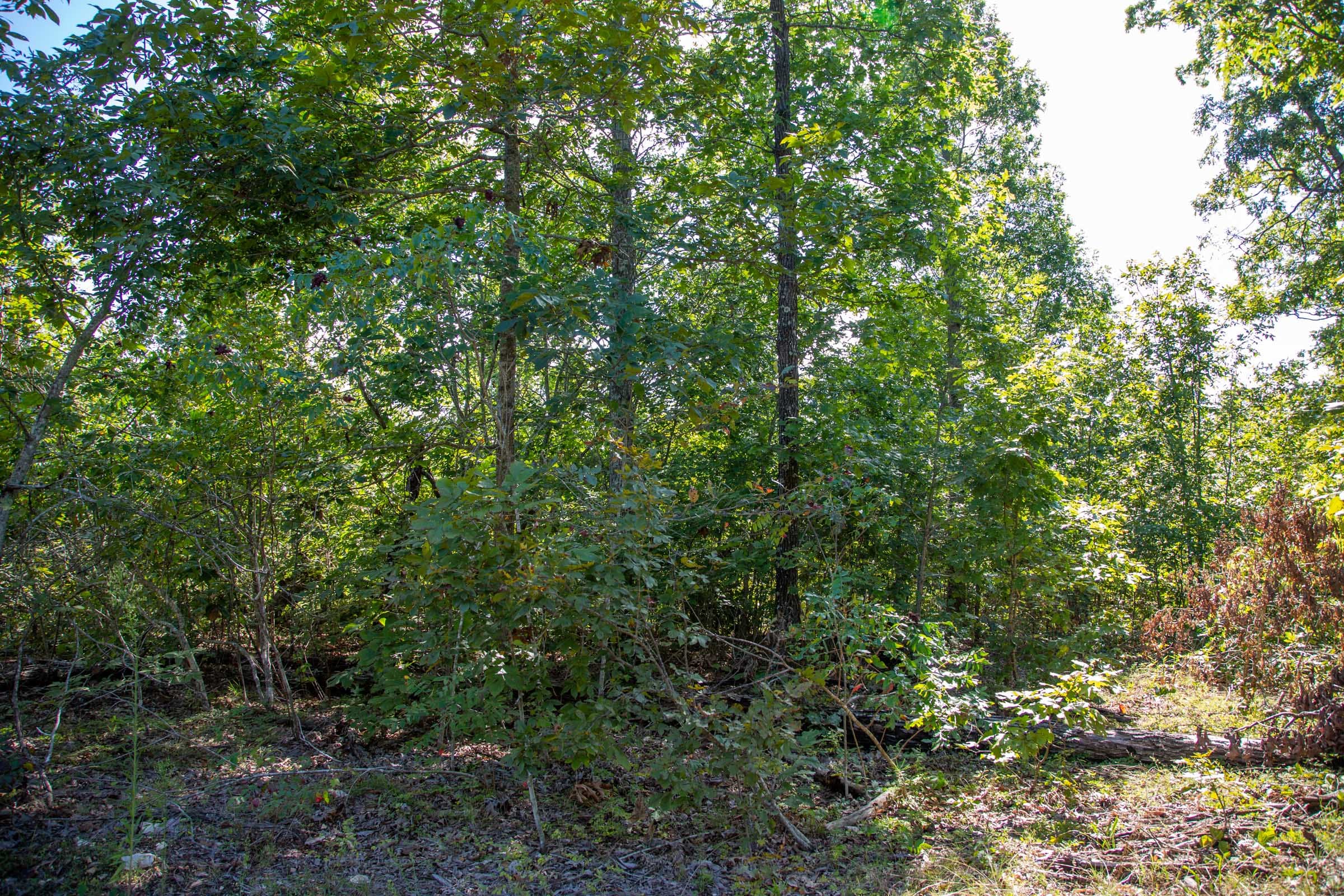 Borgmann’s Hollow Phase II Tract 62 photo 11