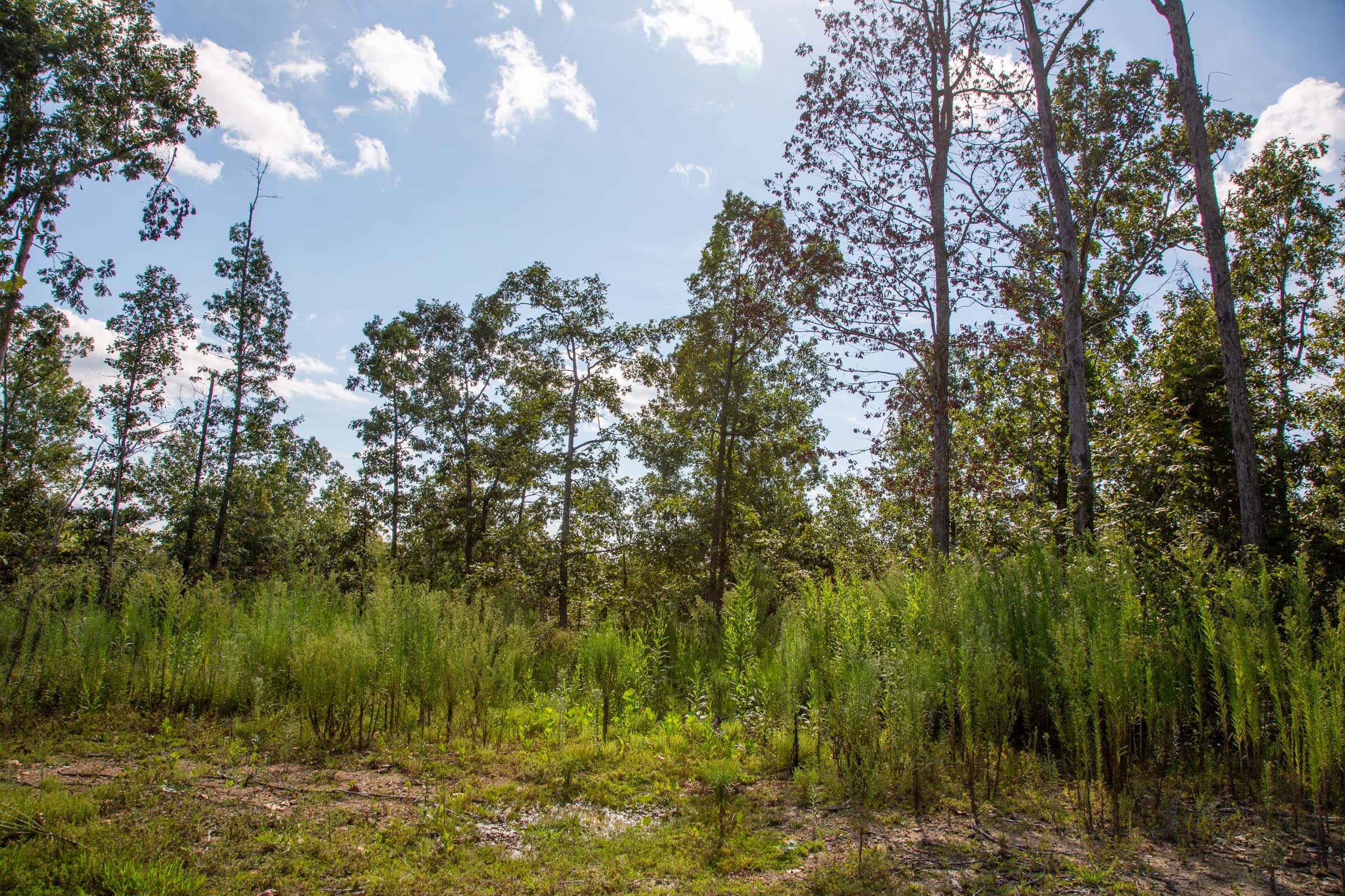 Borgmann’s Hollow Phase II Tract 62 photo 12