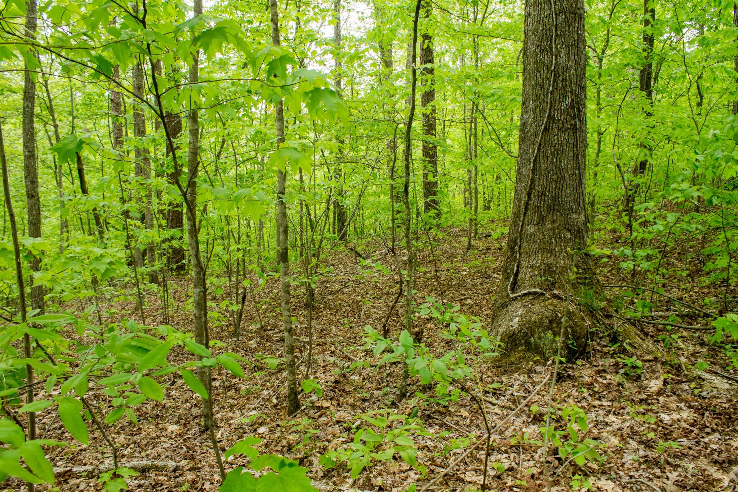 Trails End Tract 14 photo 9