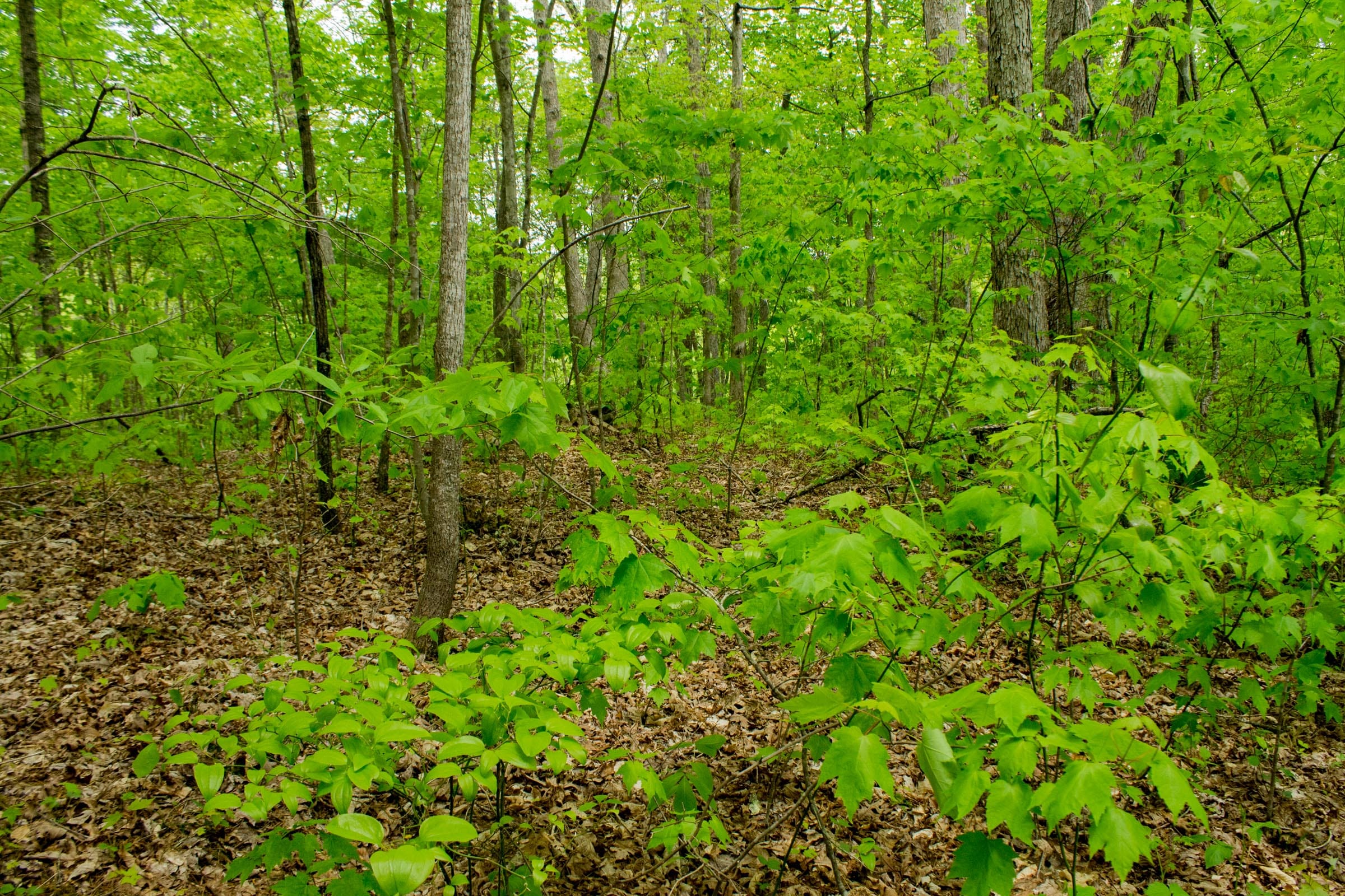 Trails End Tract 14 photo 11