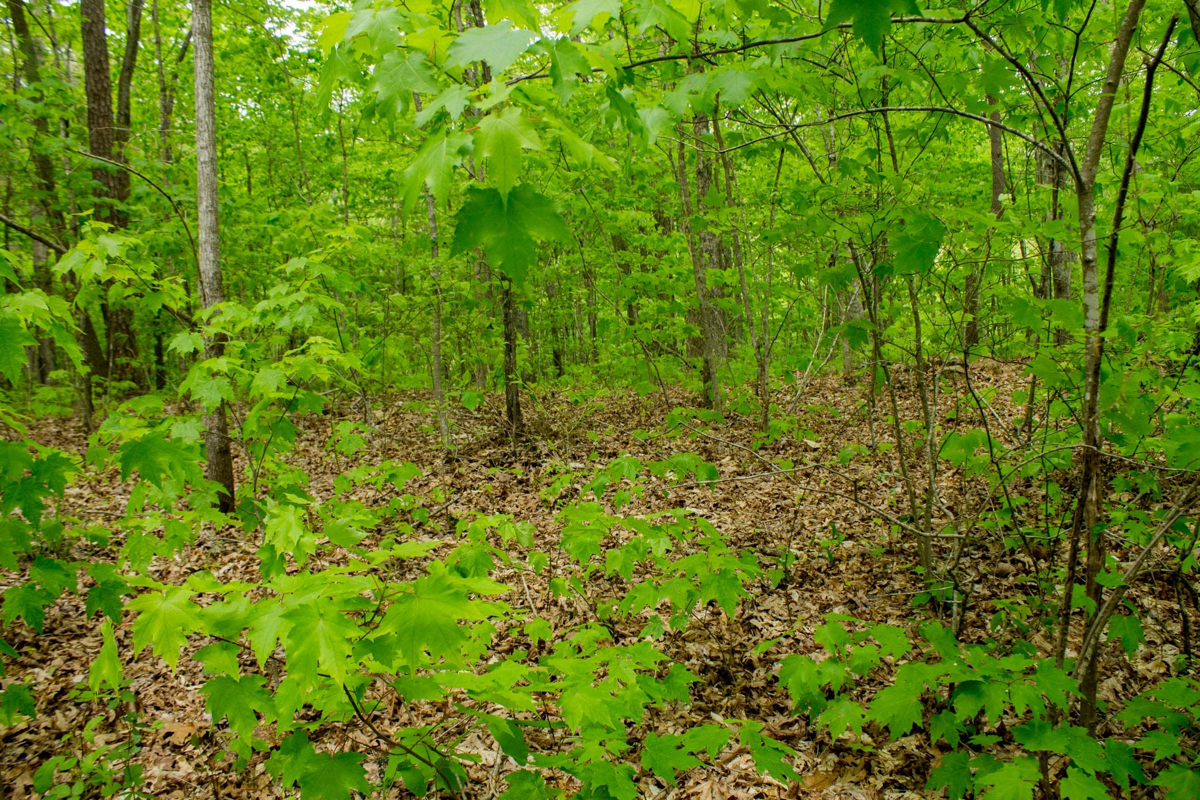Trails End Tract 14 photo 12