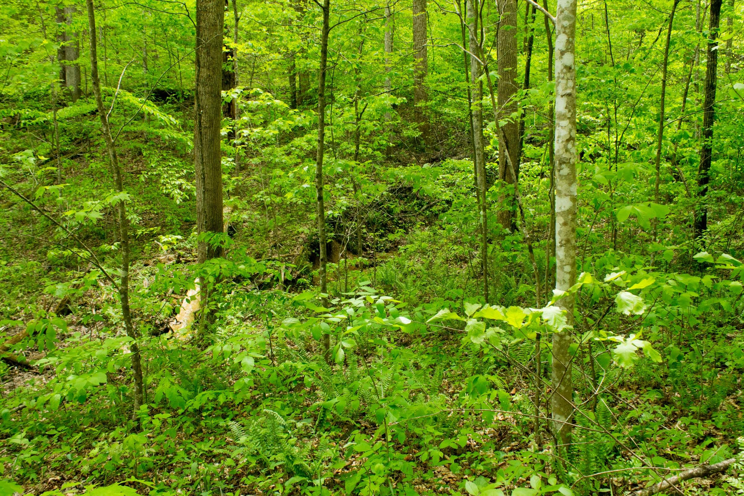 Trails End Tract 14 photo 17
