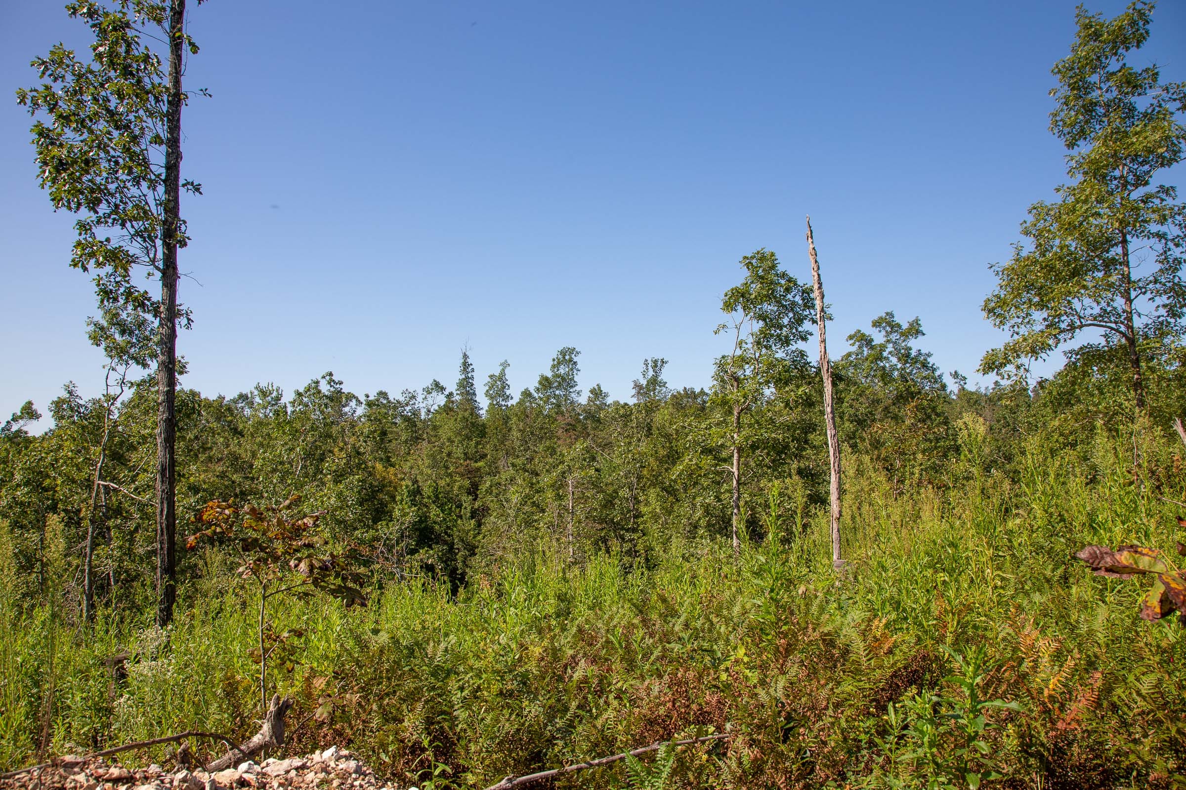 Borgmann’s Hollow Phase II Tract 50 photo 2