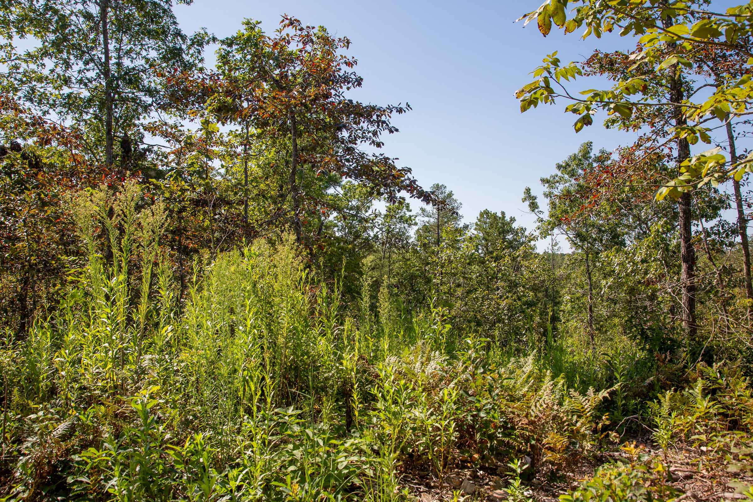 Borgmann’s Hollow Phase II Tract 50 photo 4