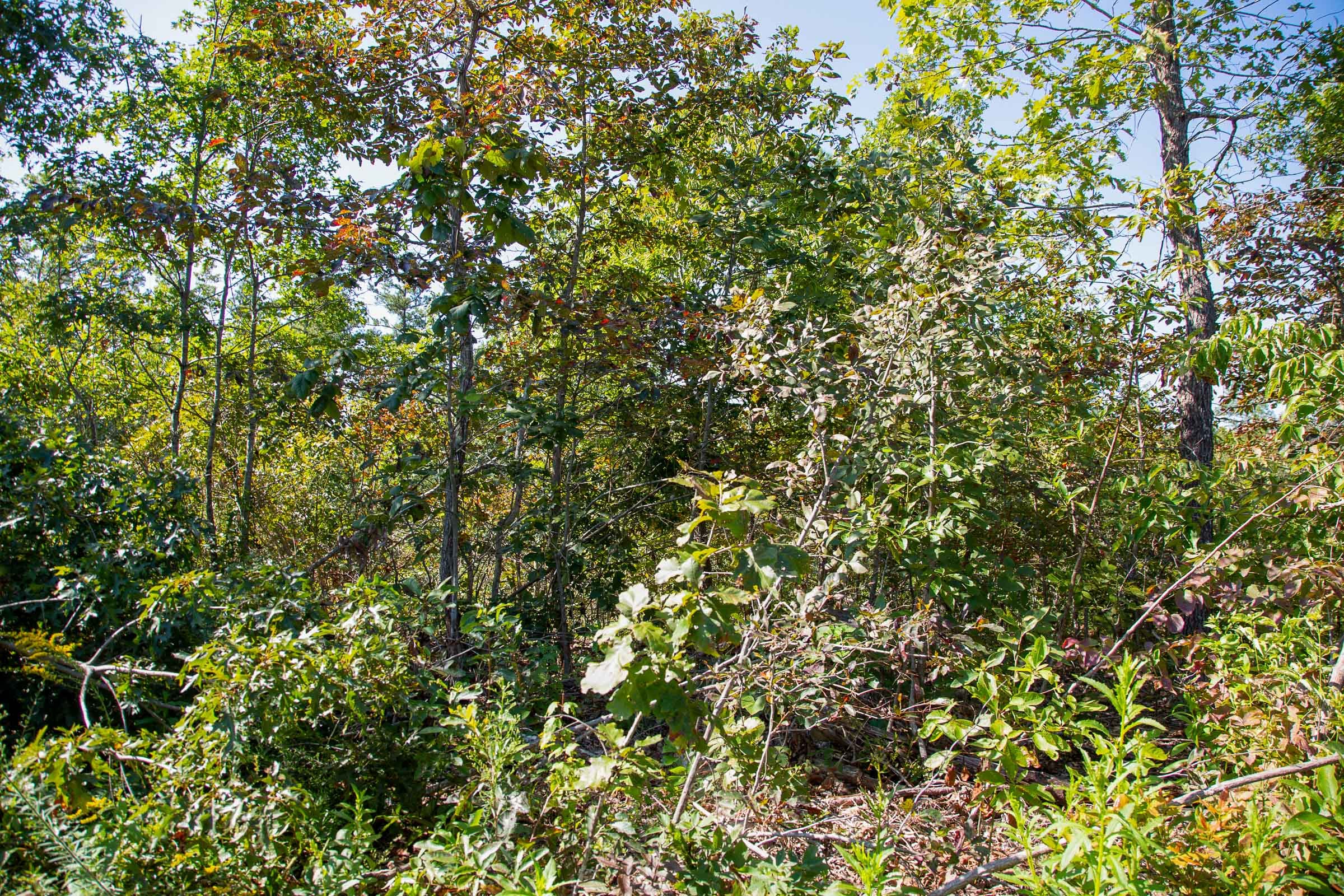Borgmann’s Hollow Phase II Tract 50 photo 5