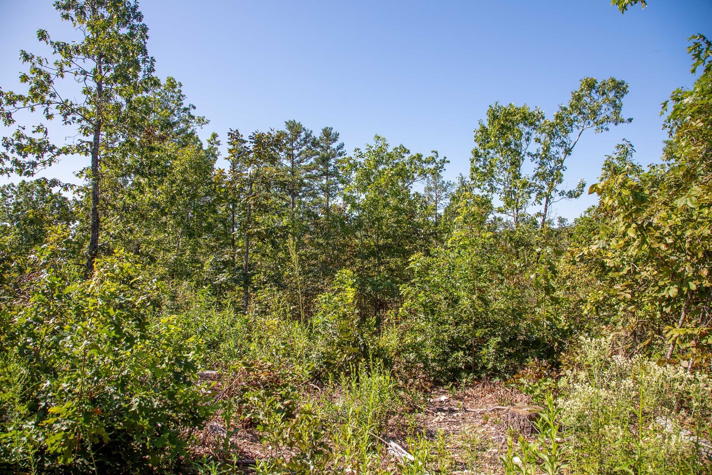 Borgmann’s Hollow Phase II Tract 50 photo 6
