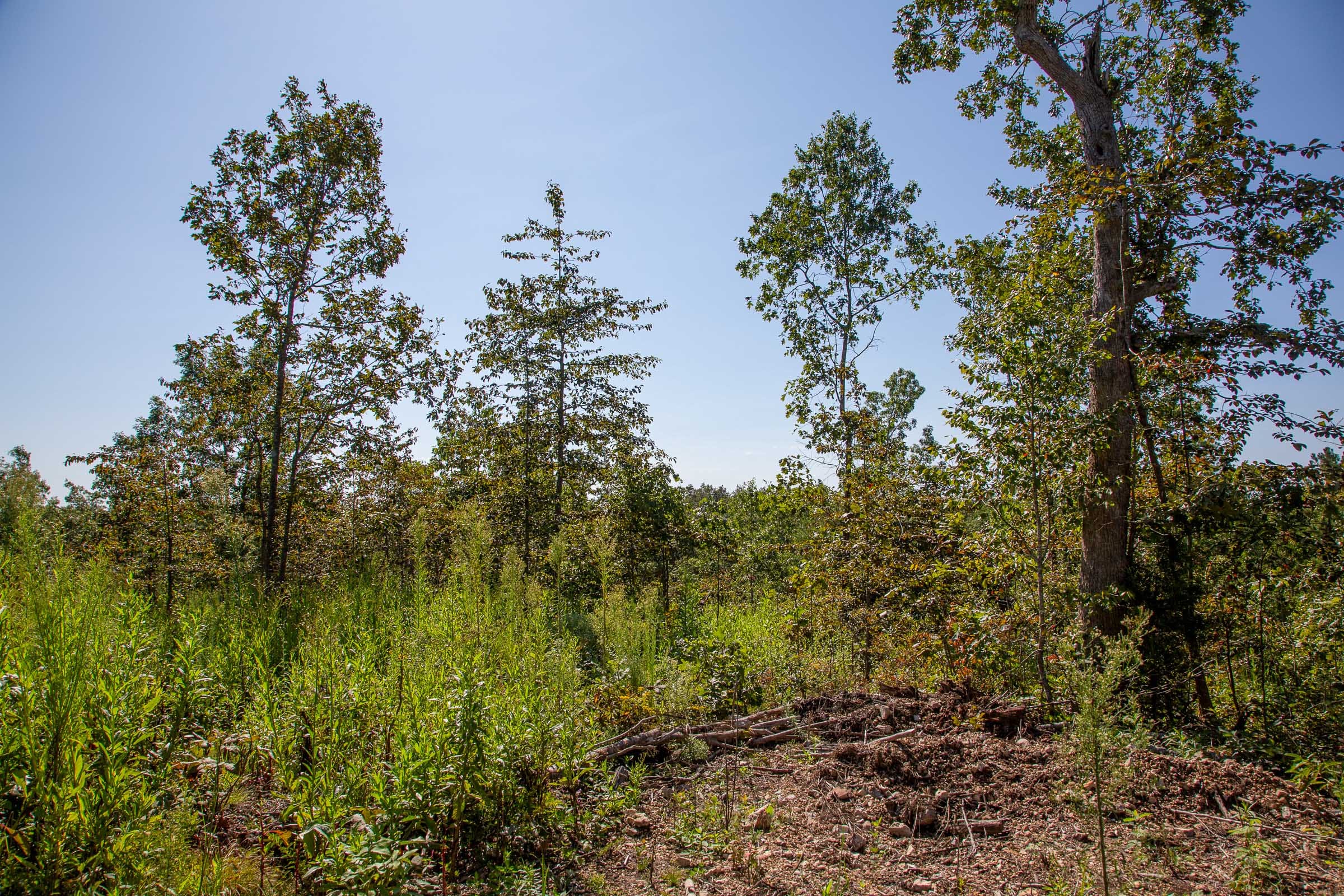 Borgmann’s Hollow Phase II Tract 50 photo 7